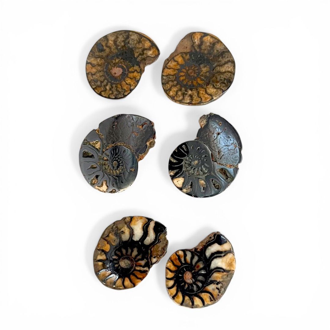 Coppia Ammoniti piccole