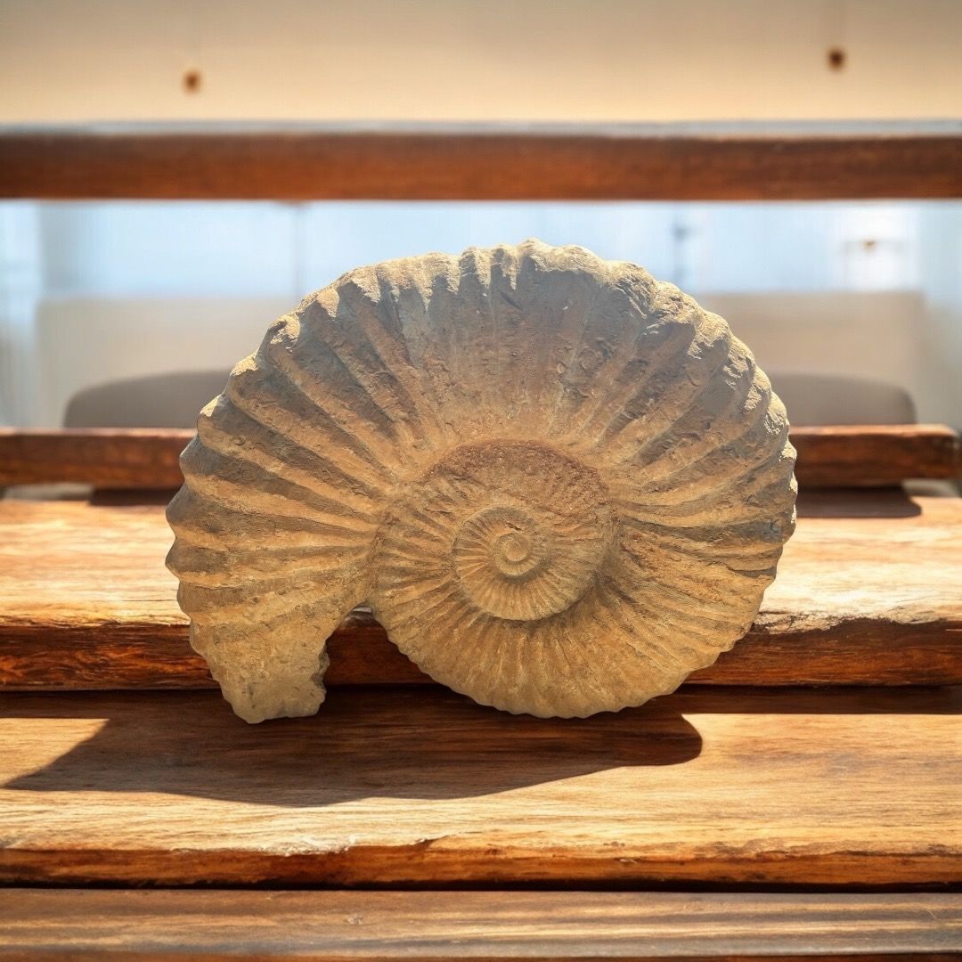 Fossile di Ammonite Maxi