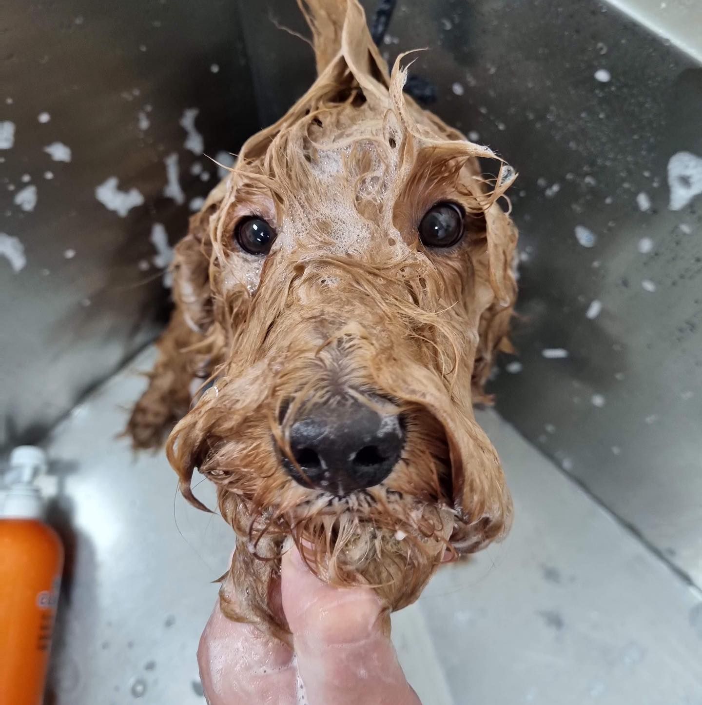 Dog Taking A Bath — Blackwood, S.A — Scottie Clipz Dog Grooming
