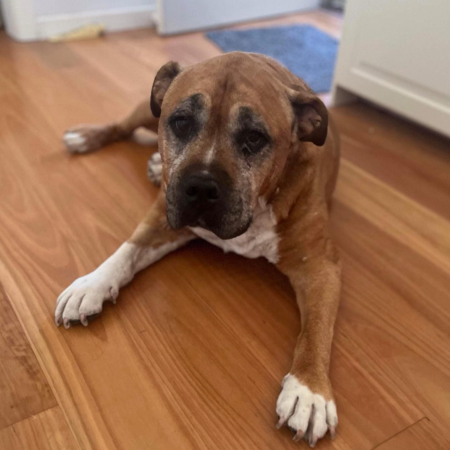 Dog On The Floor — Blackwood, S.A — Scottie Clipz Dog Grooming