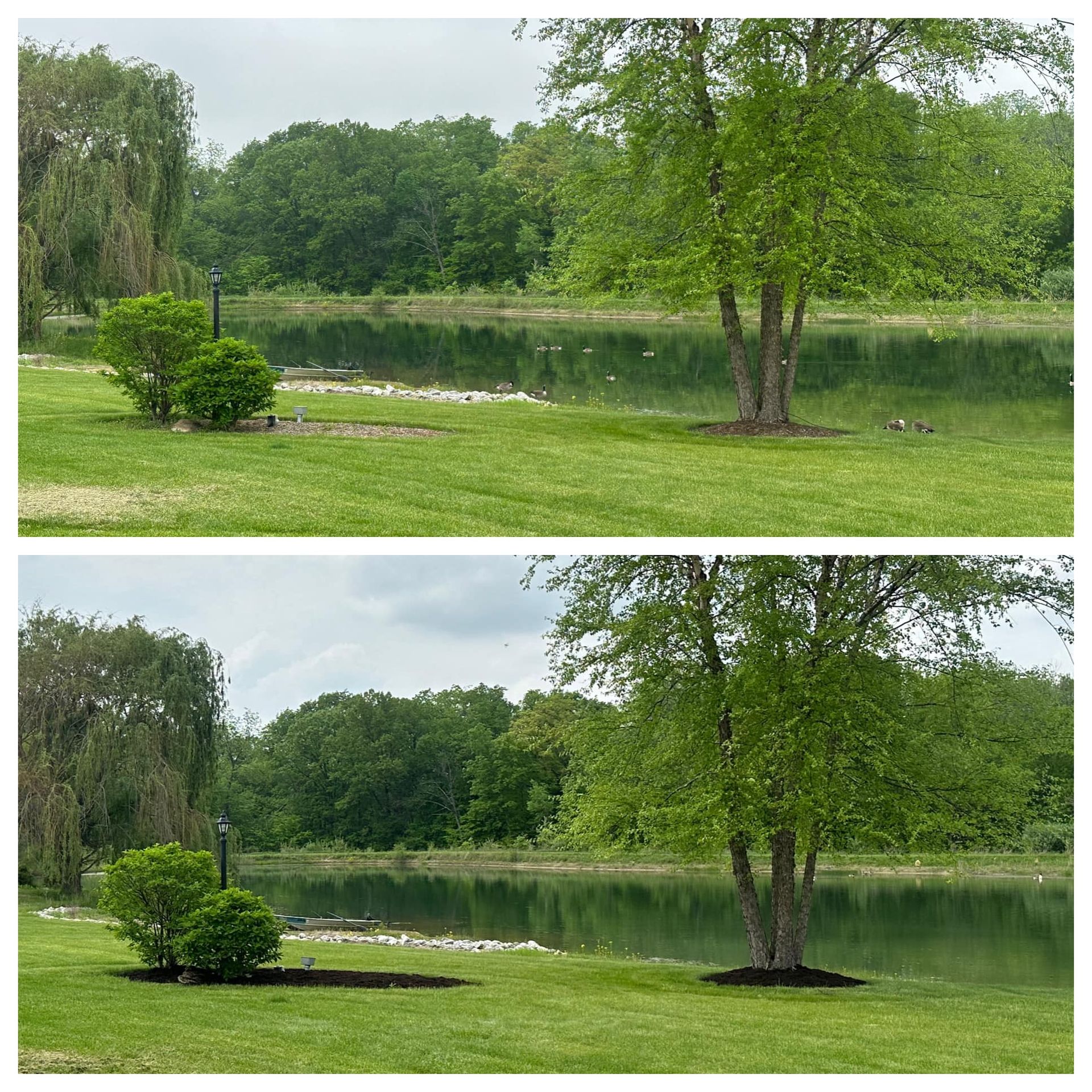 Trees Before & After — Champaign, IL — Green Light Landscaping 
