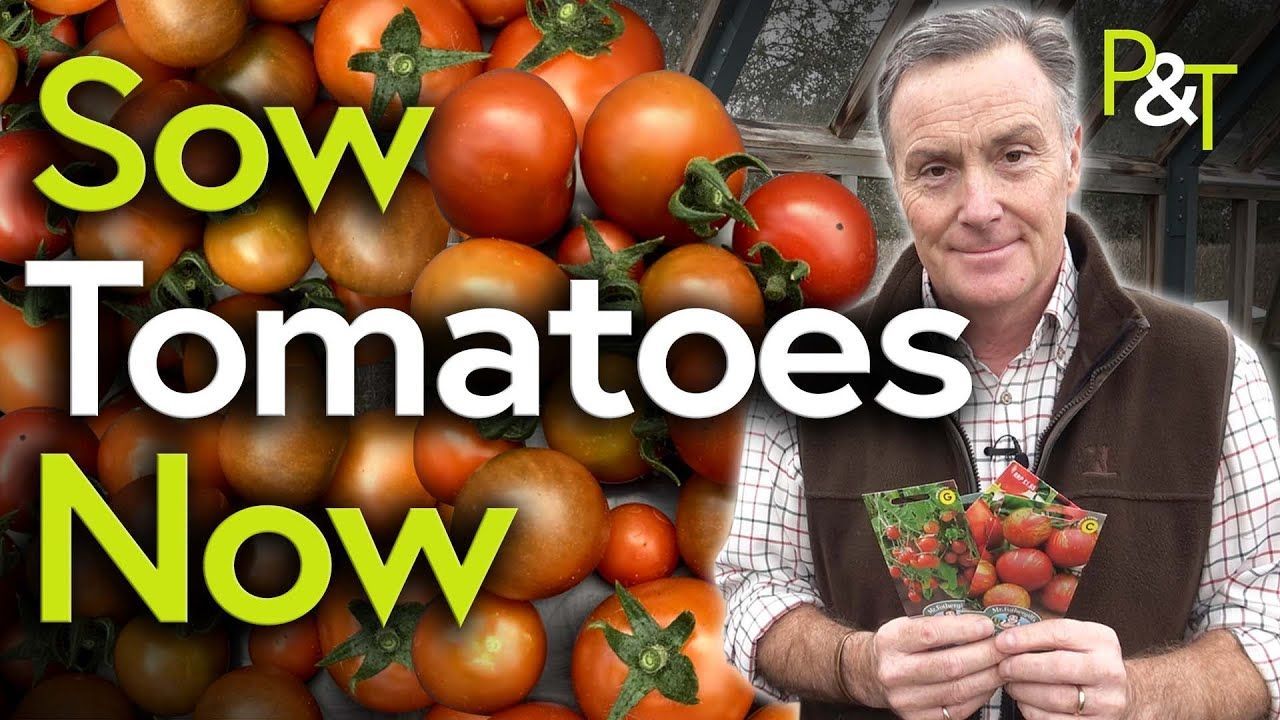 lots of ripe red tomatoes on the left of the image with the text 'Sow Tomatoes Now' in white and green - on the right Martin Fish holding some tomato seed packets.