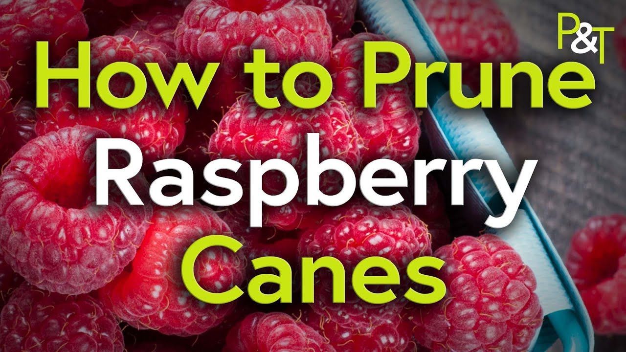 closeup of some ripe raspberries and the text How to Prune Raspberry Canes - in green and white