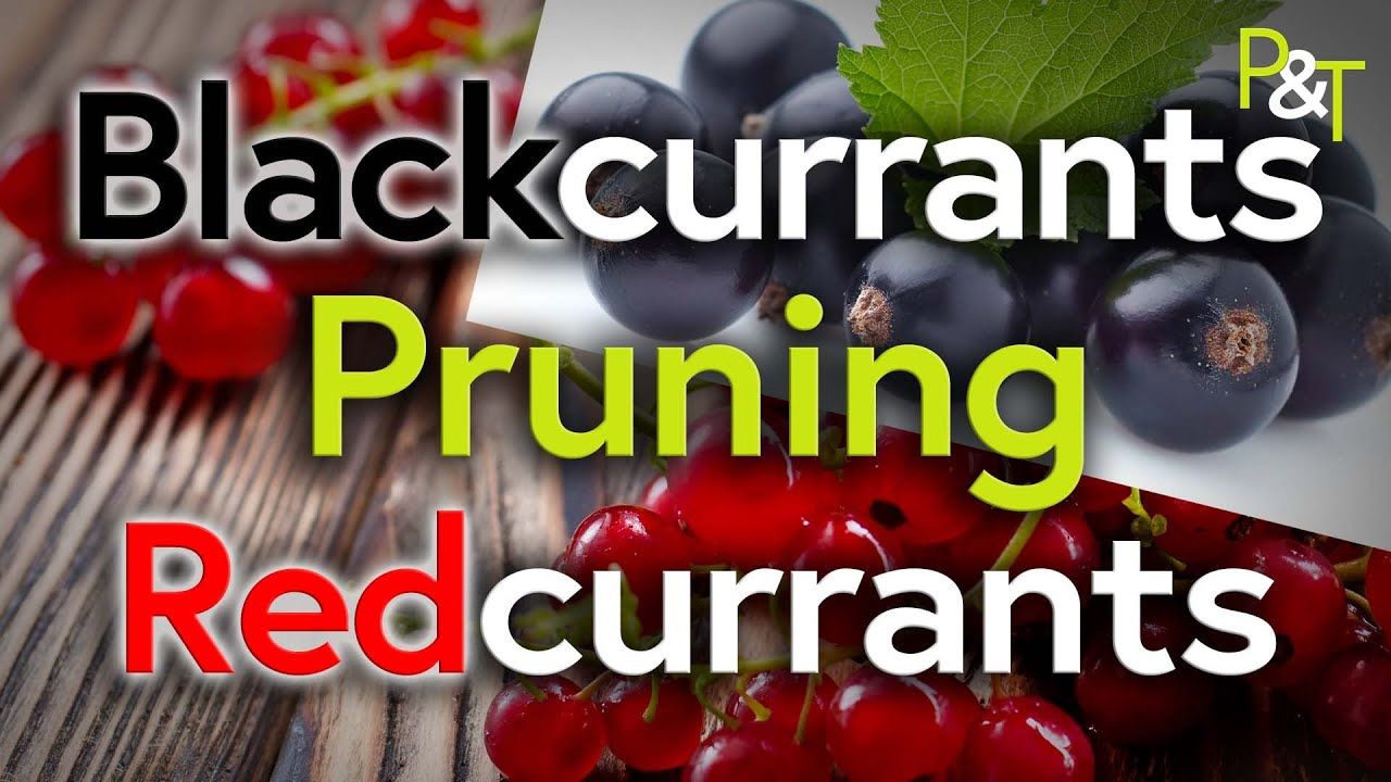 Closeups of blackcurrants and Redcurrants with the text Blackcurrants Pruning Redcurrants - in black and red and green and white