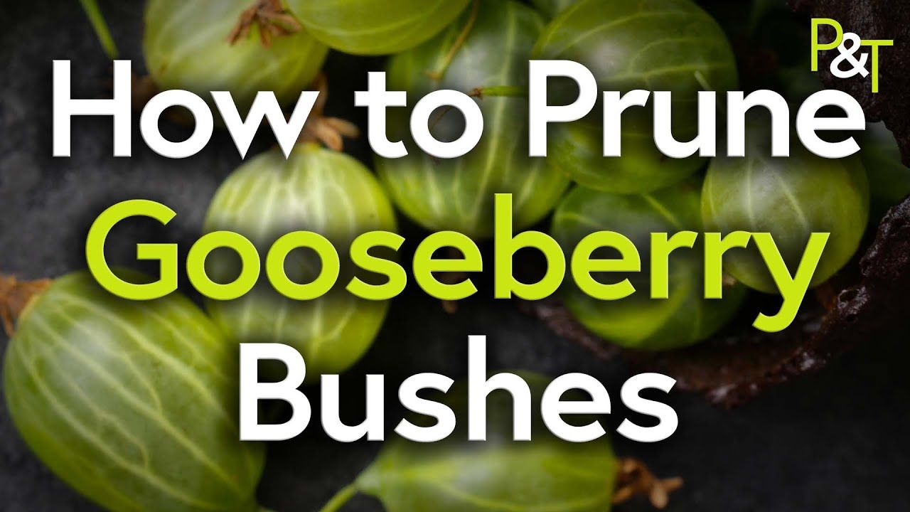 Closeup of ripe gooseberries with the text How to Prune Gooseberry Bushes - in green and white