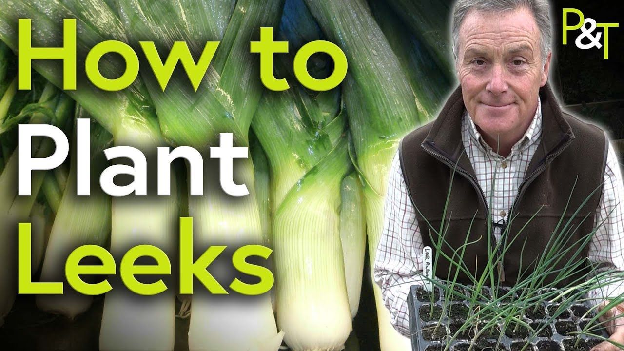 Martin Fish holding leek seedlings next to an image of some leeks and the words “How to Plant Leeks”