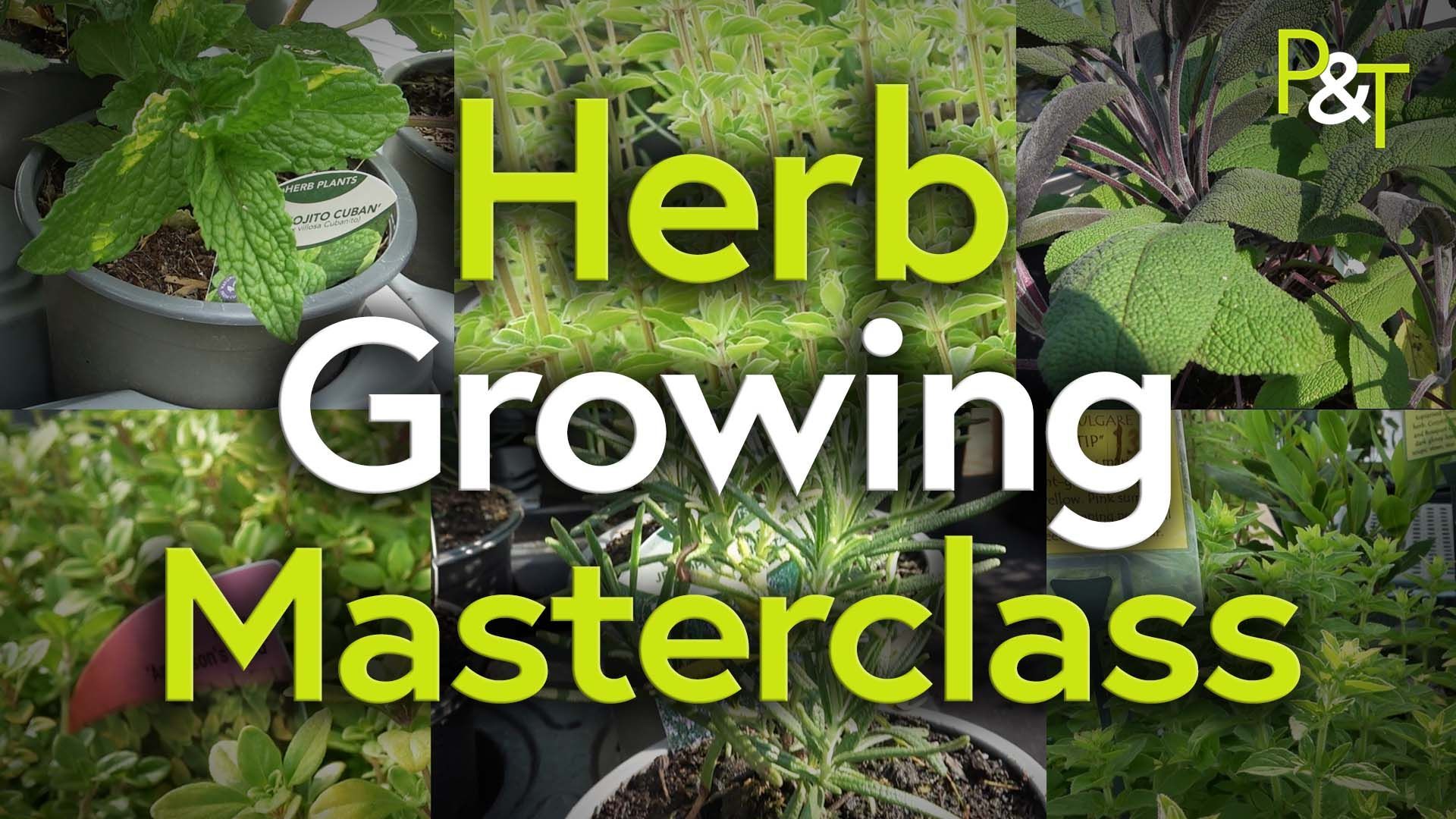 Various herbs in a montage with the words