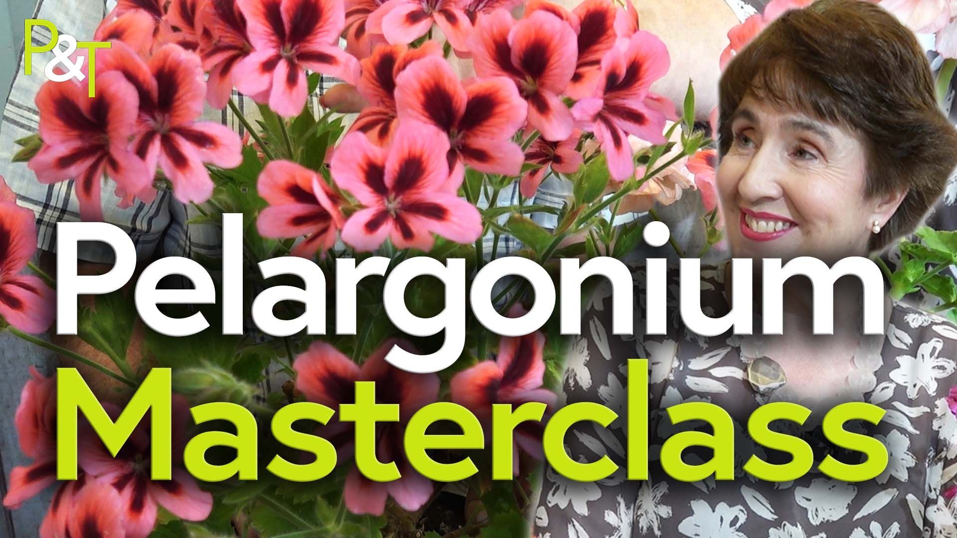 Pink pelargonium flowers with an inset image of Helen Bainbridge, the pelargonium expert. The words