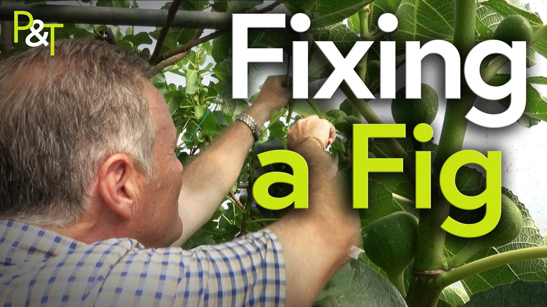 Martin reaches away from camera to prune the branch of a fig tree with some secateurs. The words 'Fixing a Fig' are to the left of the frame.