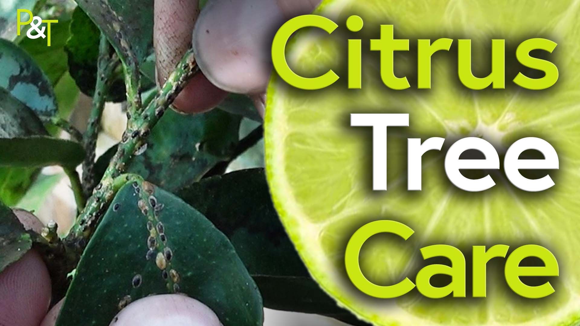 Mealybug infested citrus leaves and stalk (small black creatures all over the leaves and stalk and some soot-like mould) on the left of the image. a cross section of a citrus fruit (probably a lime) on the right with the text