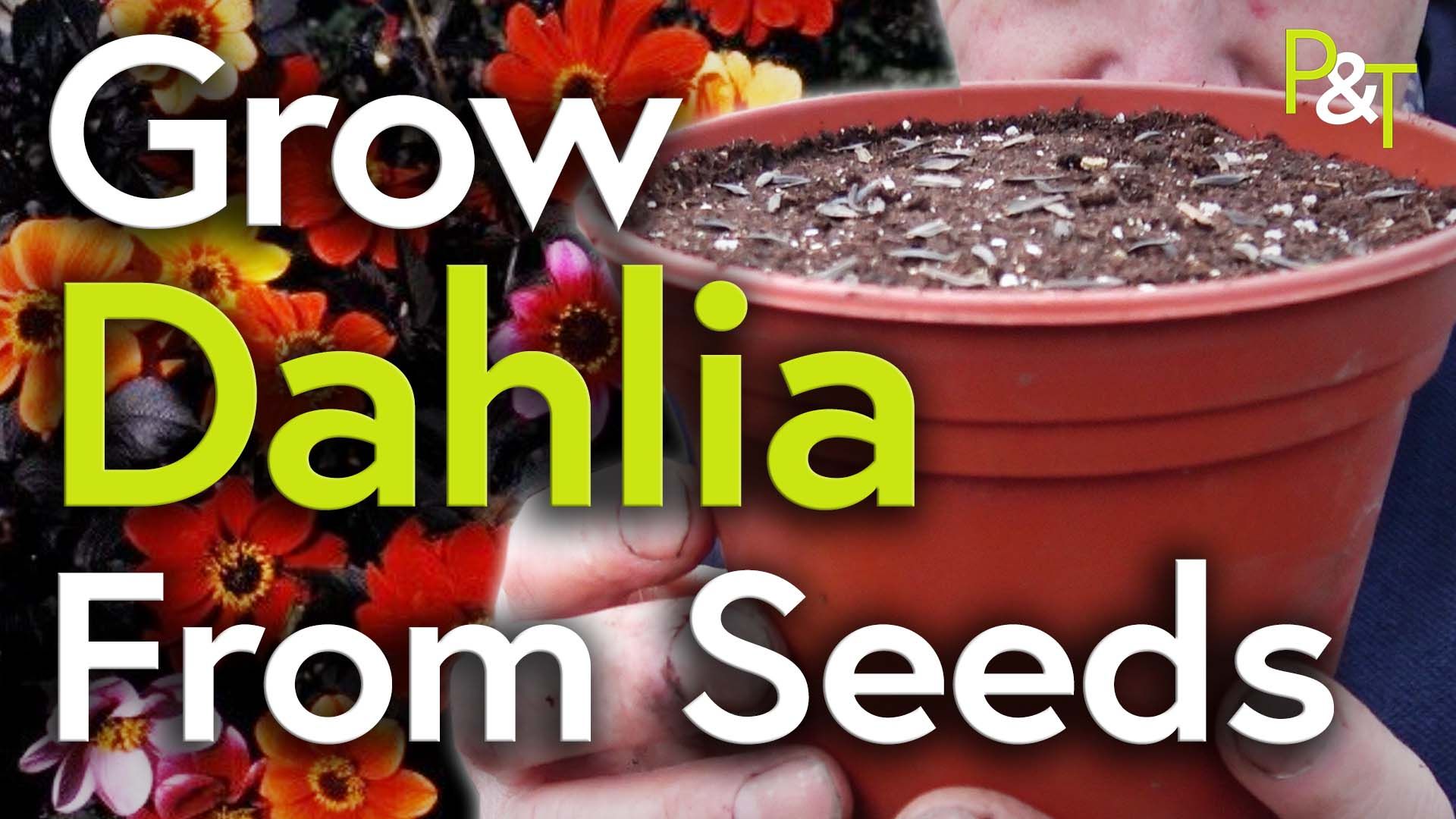 Closeup of dahlia called Bishops Children and closeup of pot with freshly sown seeds - out of focus martin behind the pot. the text Grow Dahlia from Seeds in green and white