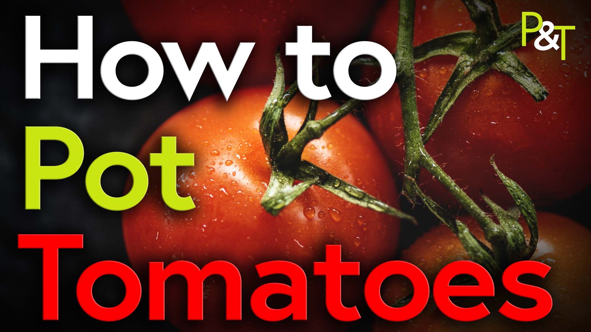 closeup of the top of a ripe red tomato on the vine with the text How to Pot Tomatoes in green and white