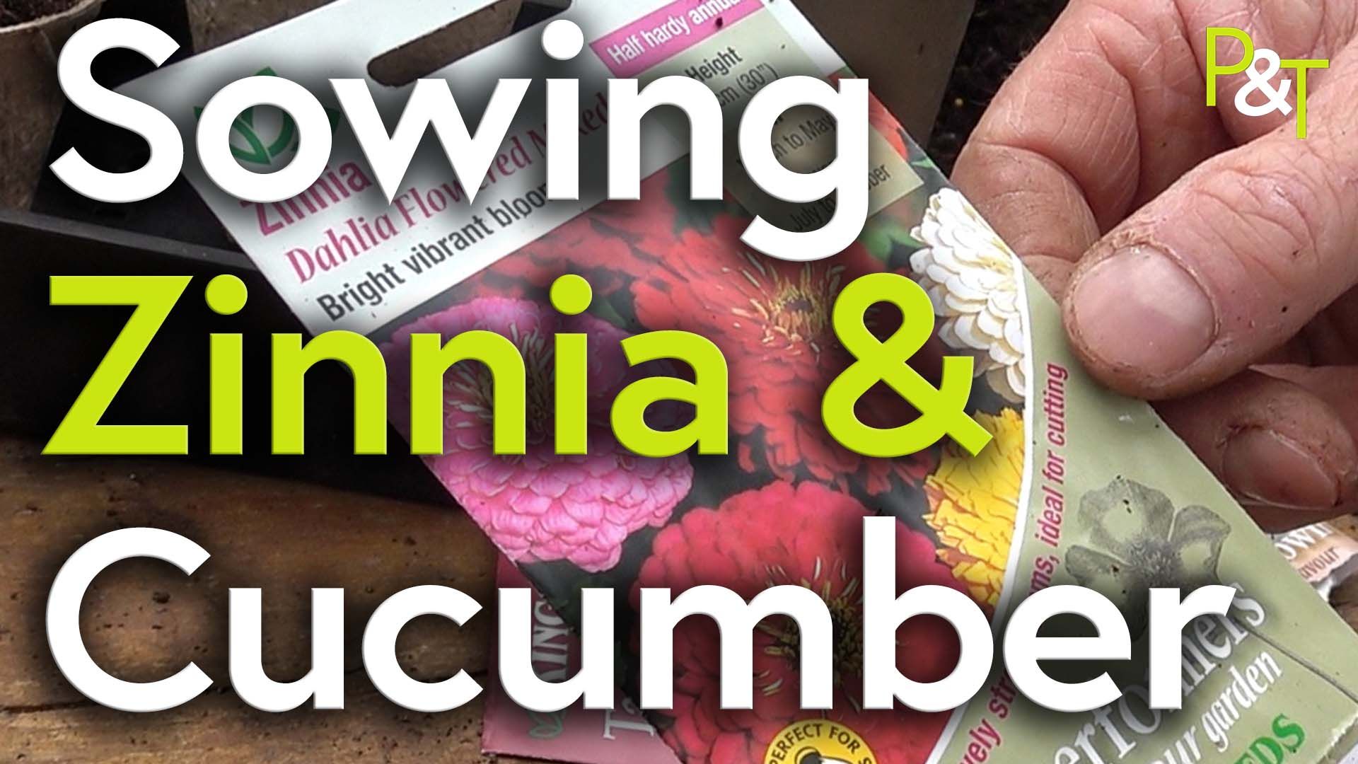 Closeup of Martins hand holding a zinnia seed packed with the text Sowing Zinnia and Cucumber in green and white and the PT logo