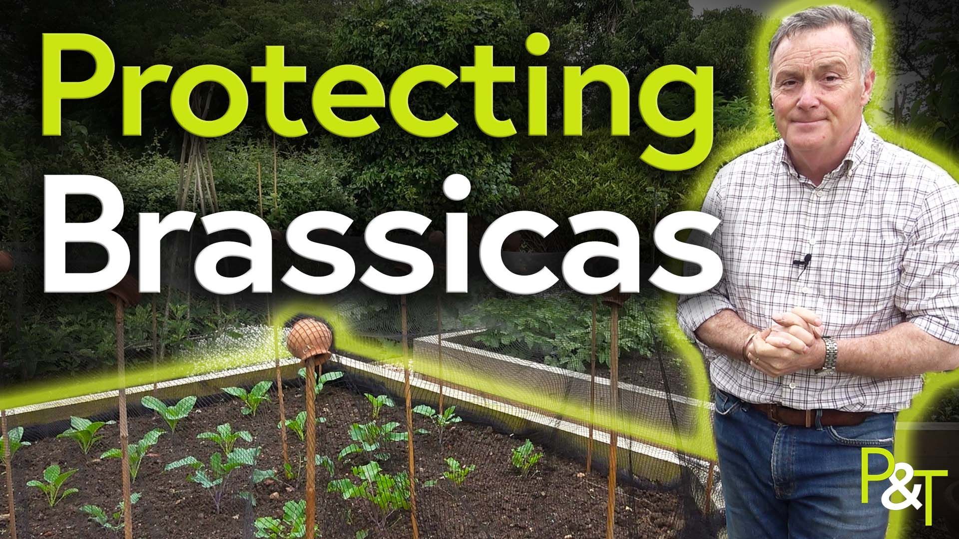 Martin stood to the right of a raised bed with netting over it and the text Protecting Brassicas in green and white