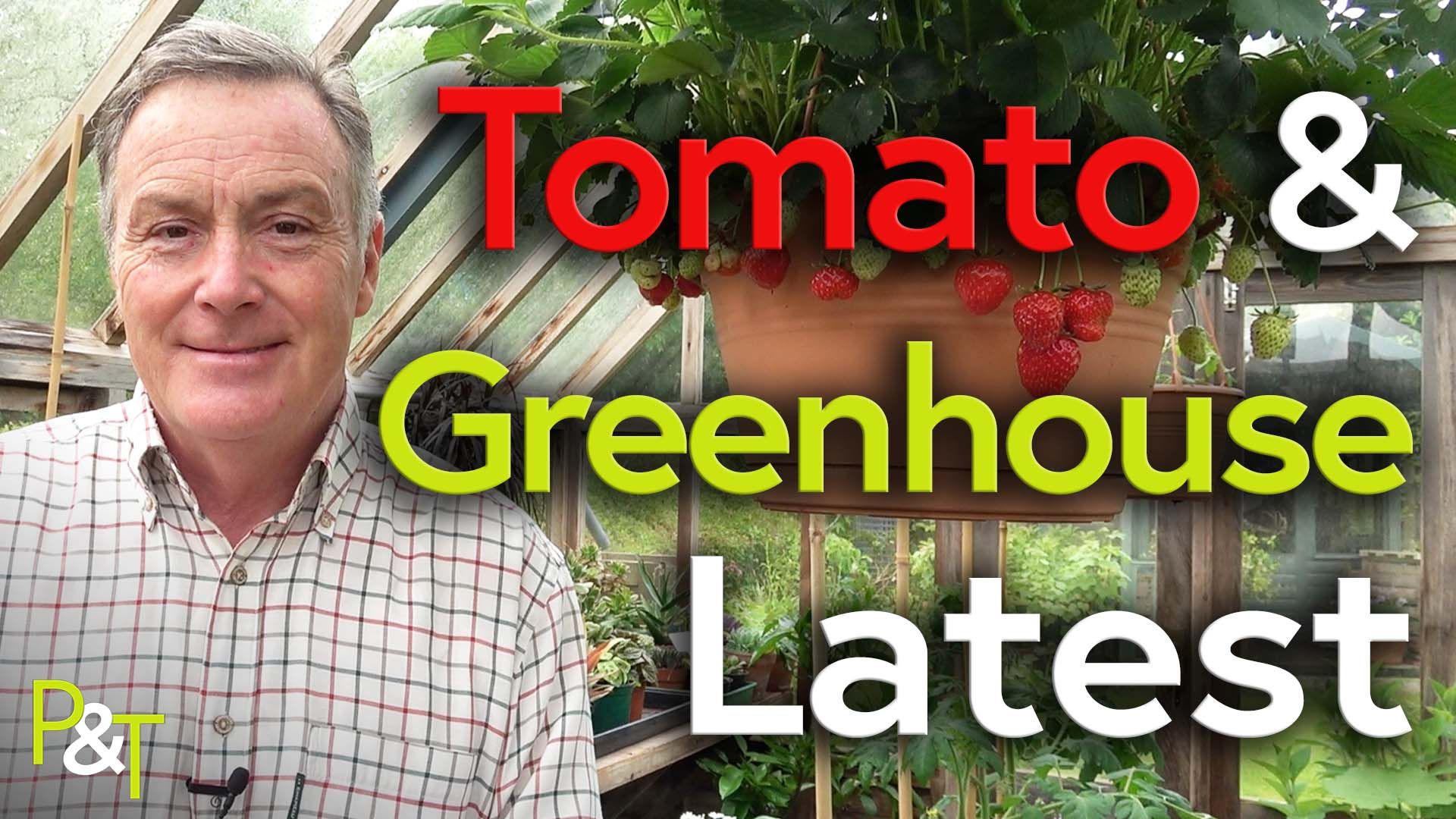 Martin standing in the greenhouse with a strawberry hanging basket next to him and the text tomatoes greenhouse latest in red green and white