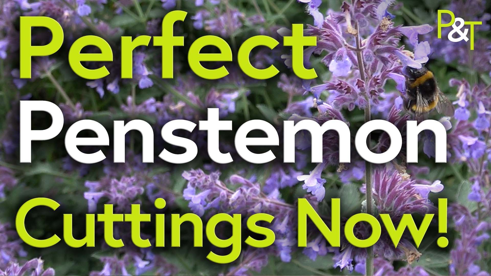 purple penstemon flowers with a bee on in the background. The text Perfect Penstemon Cuttings Now in the foreground in green and white.