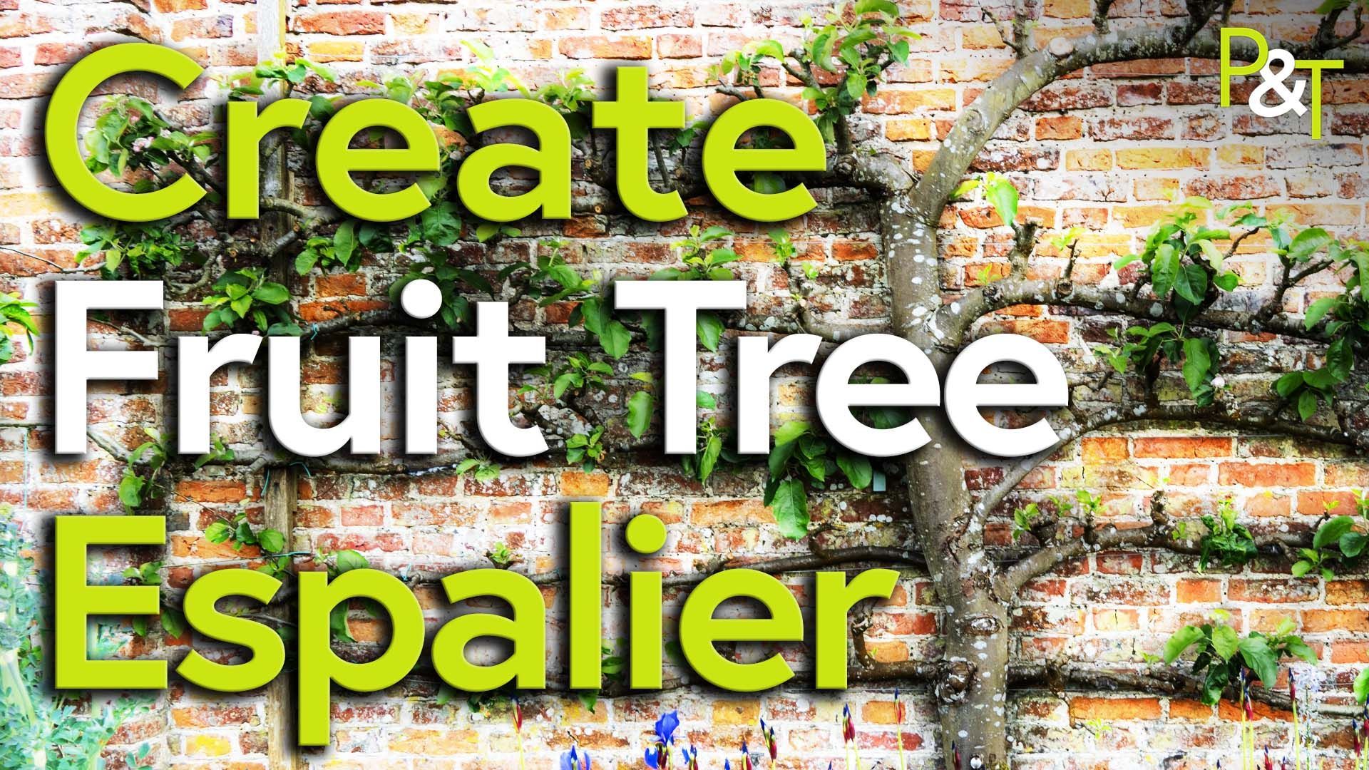 apple espalier with horizontal branches against a wall with the text Create Fruit Tree Espalier in green and white.