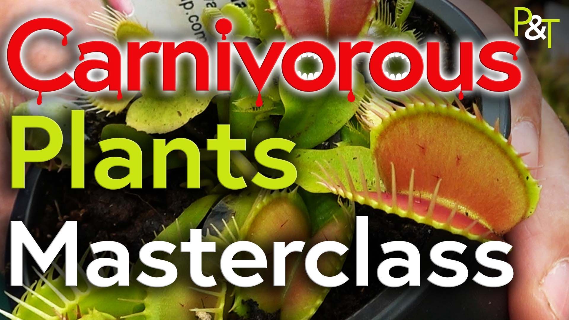 Closeup of an open venus fly trap with the text Carnivorous Plants Masterclass in red green and white