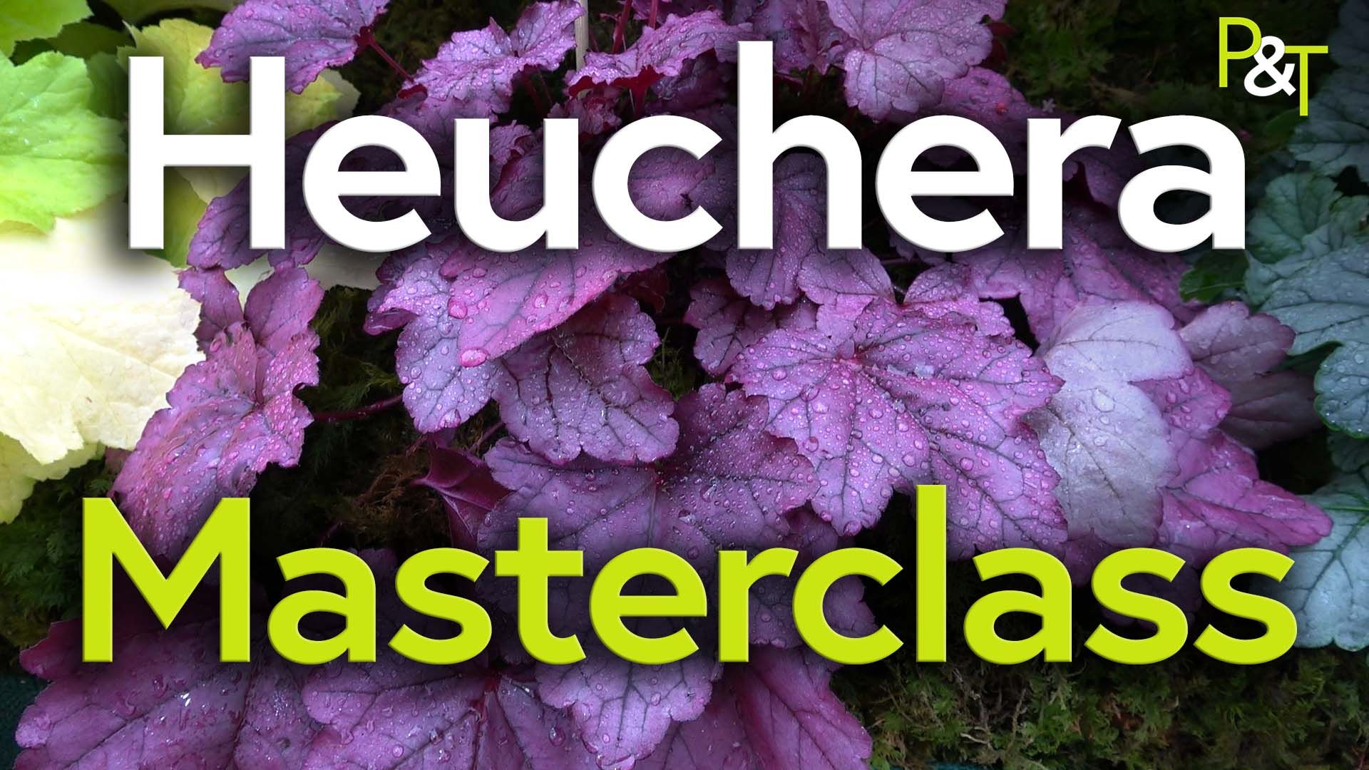 Closeup of a purple leaved heuchera plant with the text Heuchera Masterclass in green and white