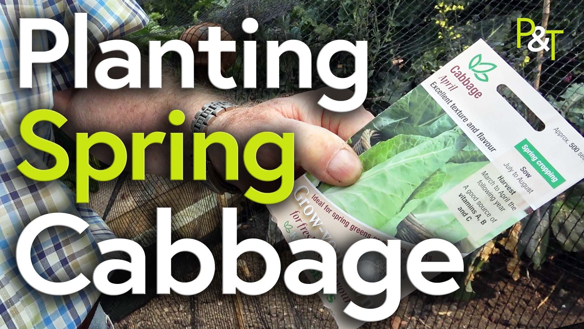 closeup of a hand holding a seed packet. The text Planting Spring Cabbage in green and white.