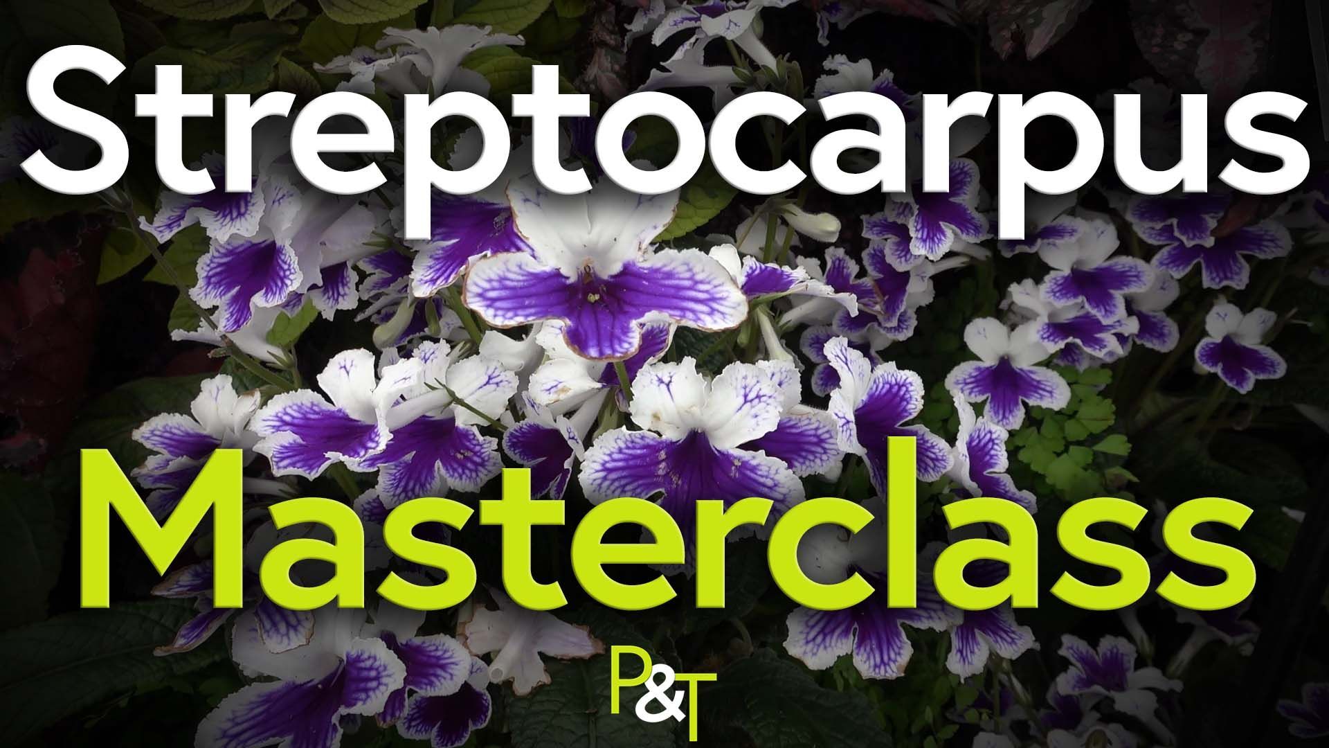 Close up photo of purple and white streptocarpus flowers with the text Streptocarpus Masterclass in green and white