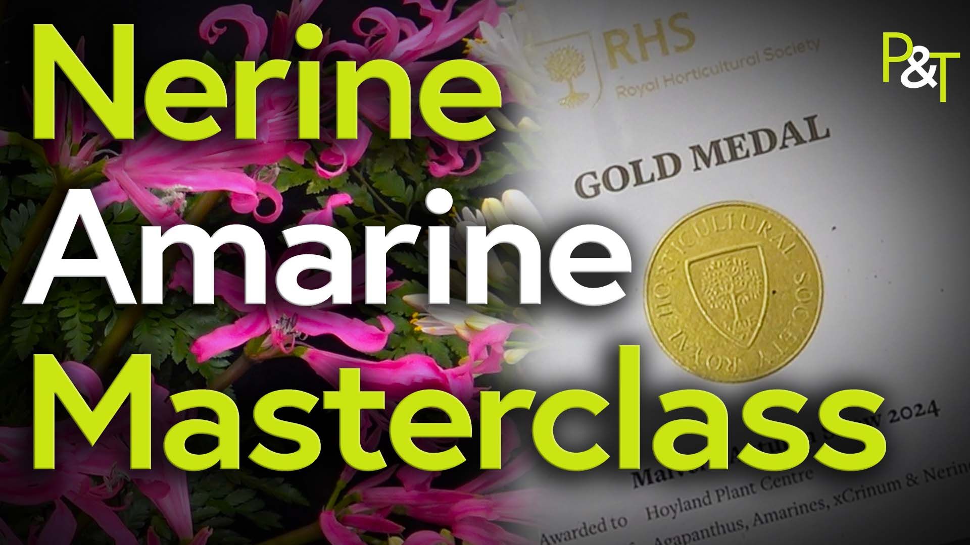 Closeup of the gold medal certificate featured in the video as well as a pink nerine flower. The text Nerine Amarine Masterclass in green and white