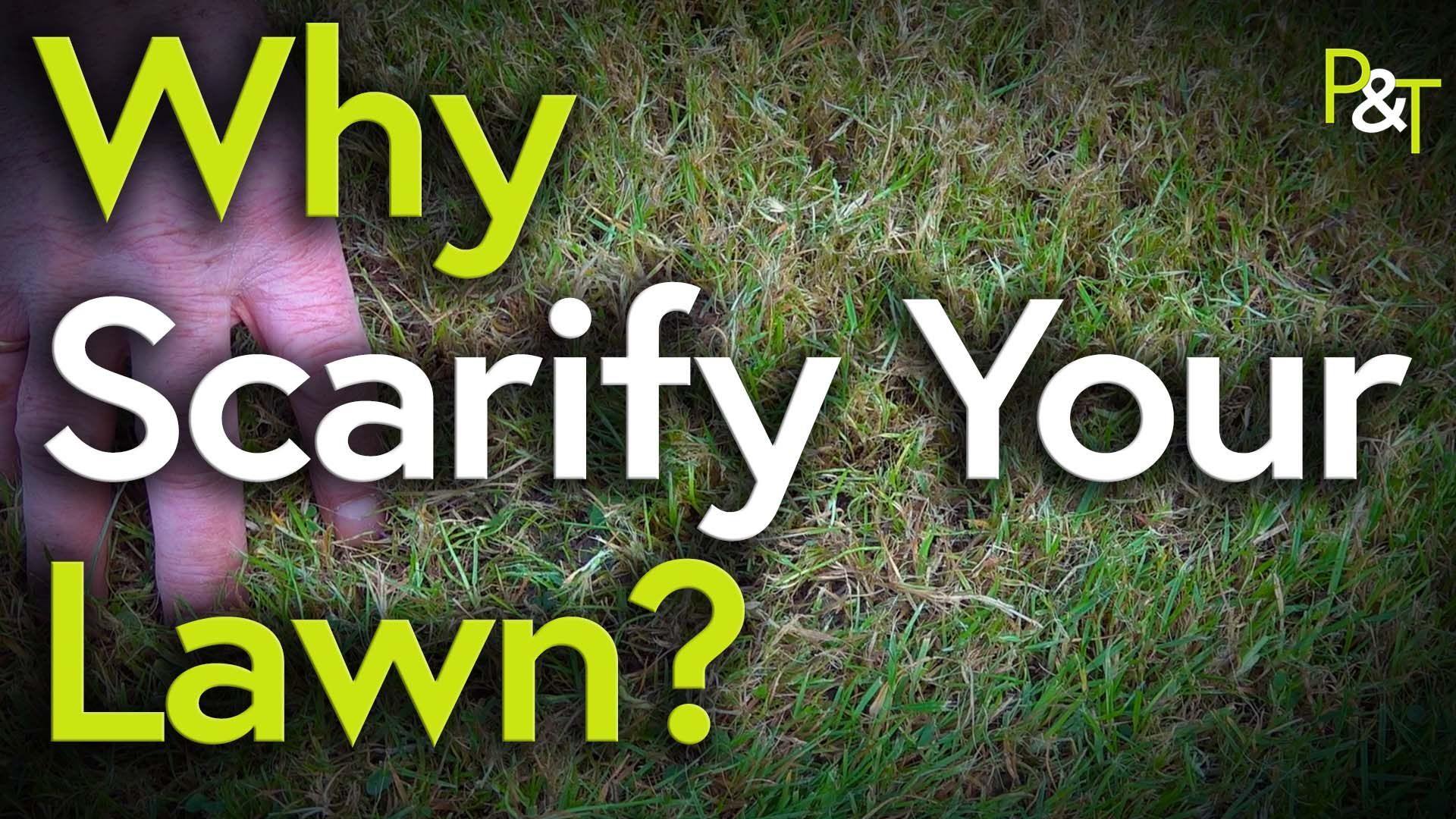 Closeup of the sward of a lawn with a few fingers of a hand to the edge of shot. The text Why Scarify Your Lawn in green and white.