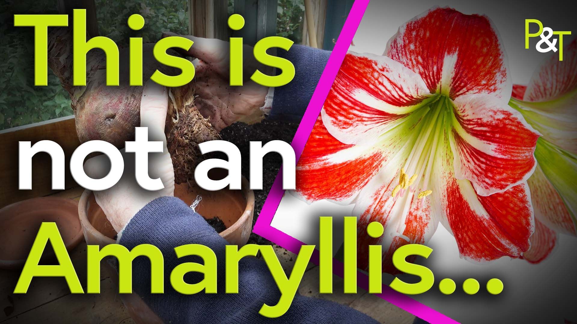 Closeup up a Hippeastrum (common name Amaryllis) with pink and white stripes on the righthand side of the screen and a closeup of a huge hippeastrum bulb being held in two hands. The text This is Not an Amaryllis in green and white.