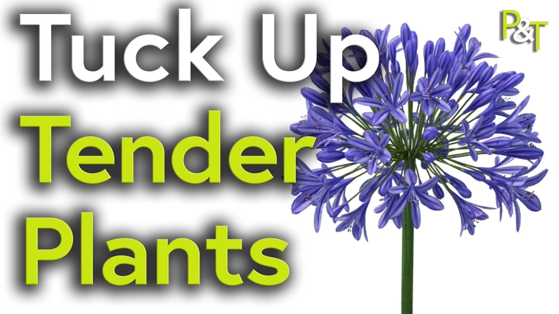 Close up of a render of a stylised purple flowering Agapanthus on a white background. The text Tuck Up Tender Plants in green and white and the PT logo