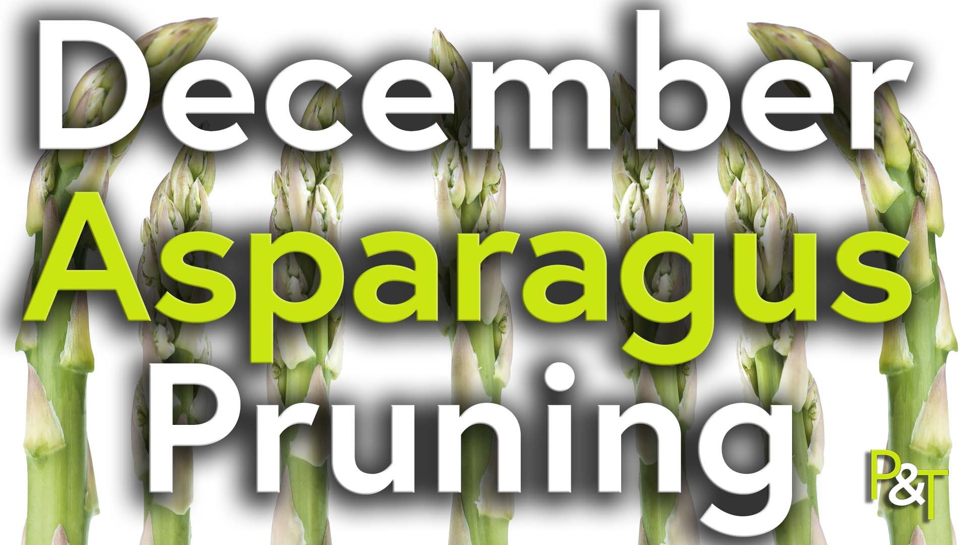 seven fresh green asparagus tips in closeup on a white background. The text December Asparagus Pruning over the top in green and white.