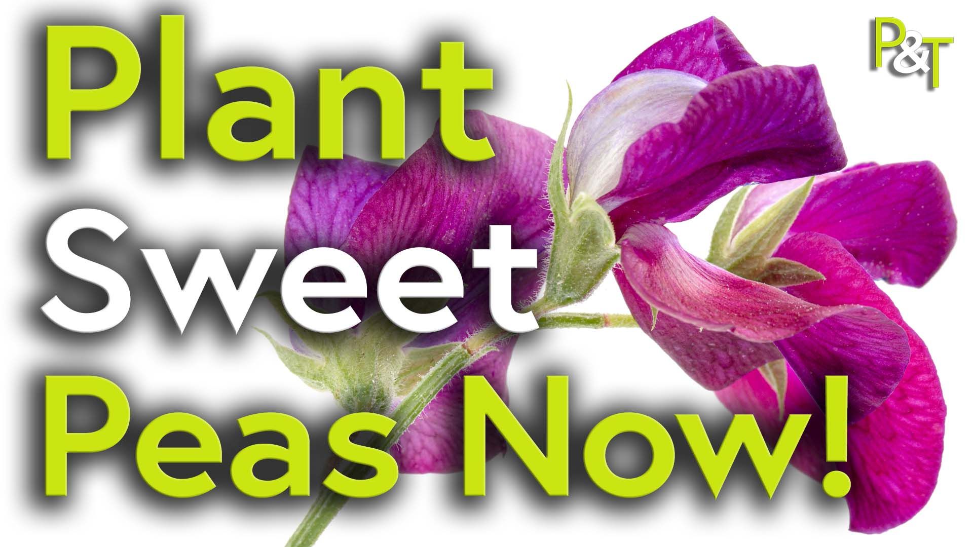 A closeup of a purple, pink and white sweet pea flower on a white backgroud with the text Plant Sweet Peas Now! in green and white