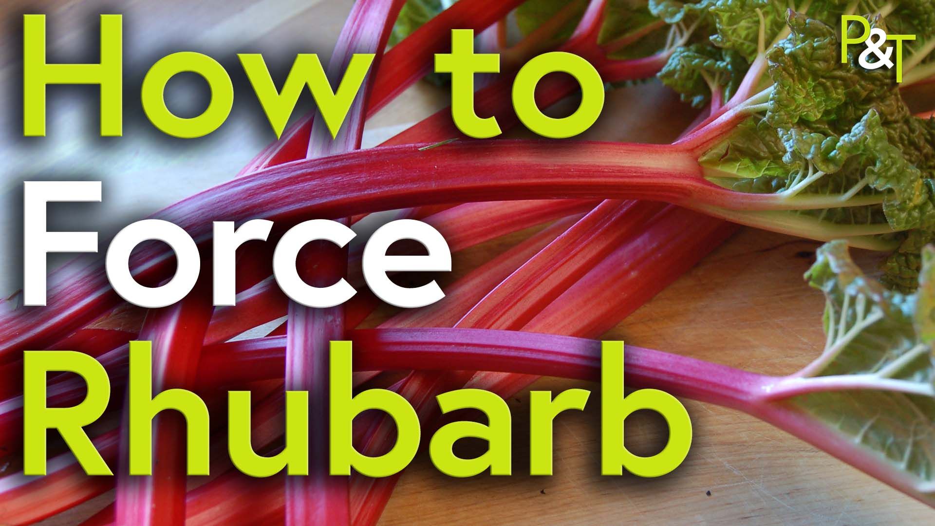 Close up of some pink rhubarb stalks with green leaves to the left. The text How to Force Rhubarb in green and white and the PT logo top left.