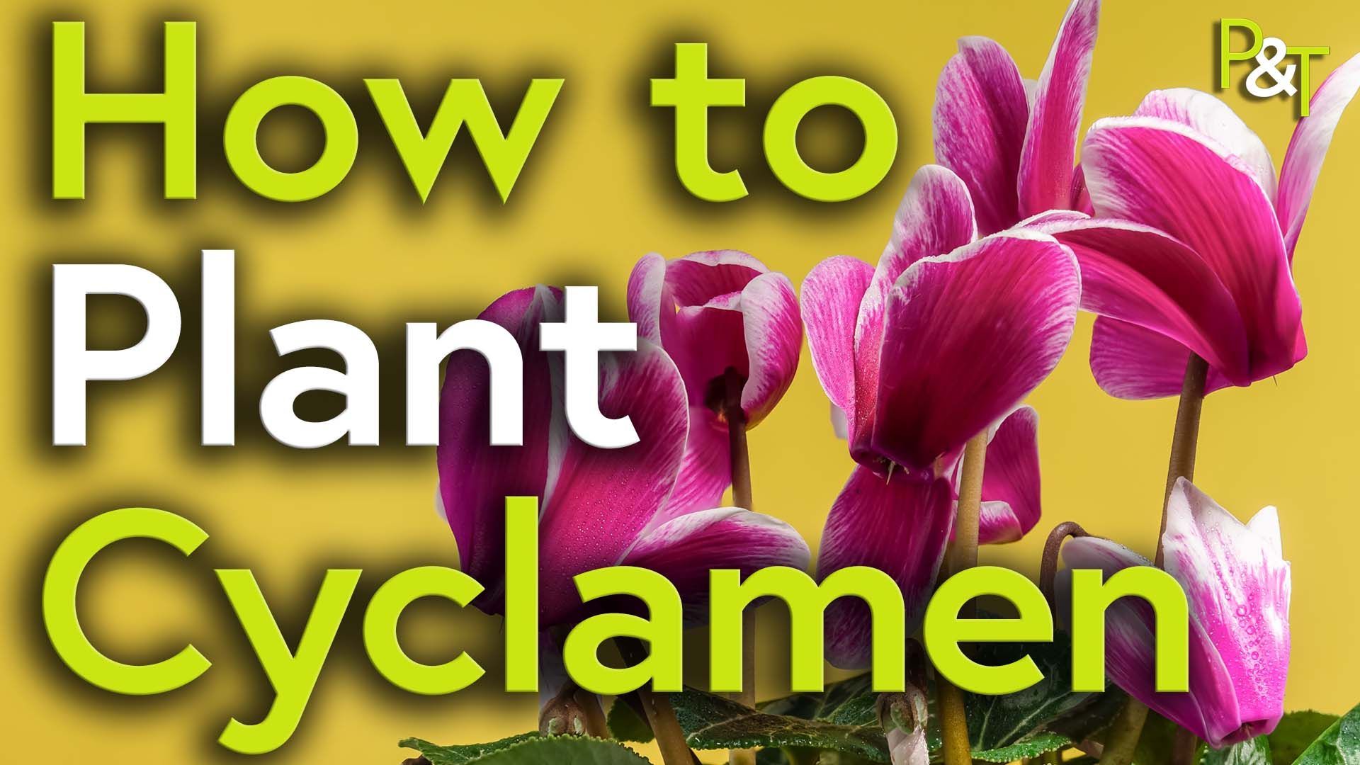 Closeup of pink cyclamen flowers on a plain yellow backdrop. The text How to Plant Cyclamen in green and white and the PT logo.