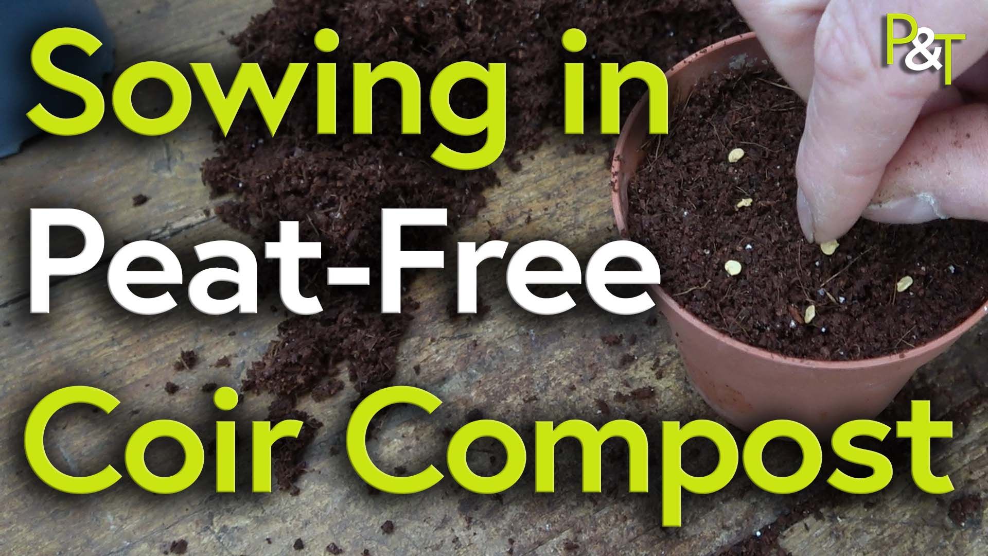 Closeup of the top of a pot full of compost on a potting bench. Some white seeds are visible on the top of the compost and the text Sowing in Peat-Free Coir Compost in green and white.