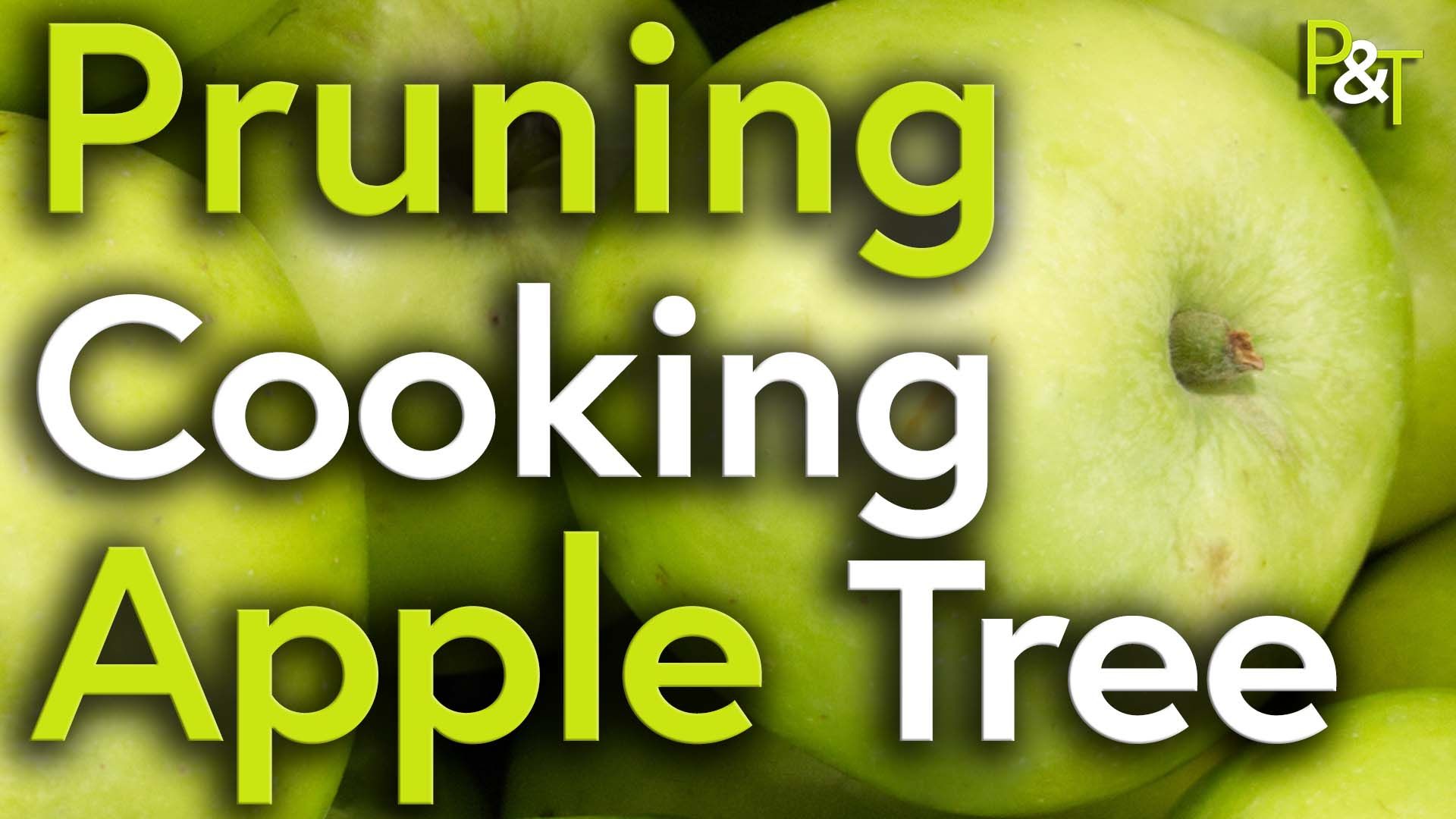 Extreme closeup of green Bramley cooking apples from above. The text Pruning Cooking Apple Tree in green and white
