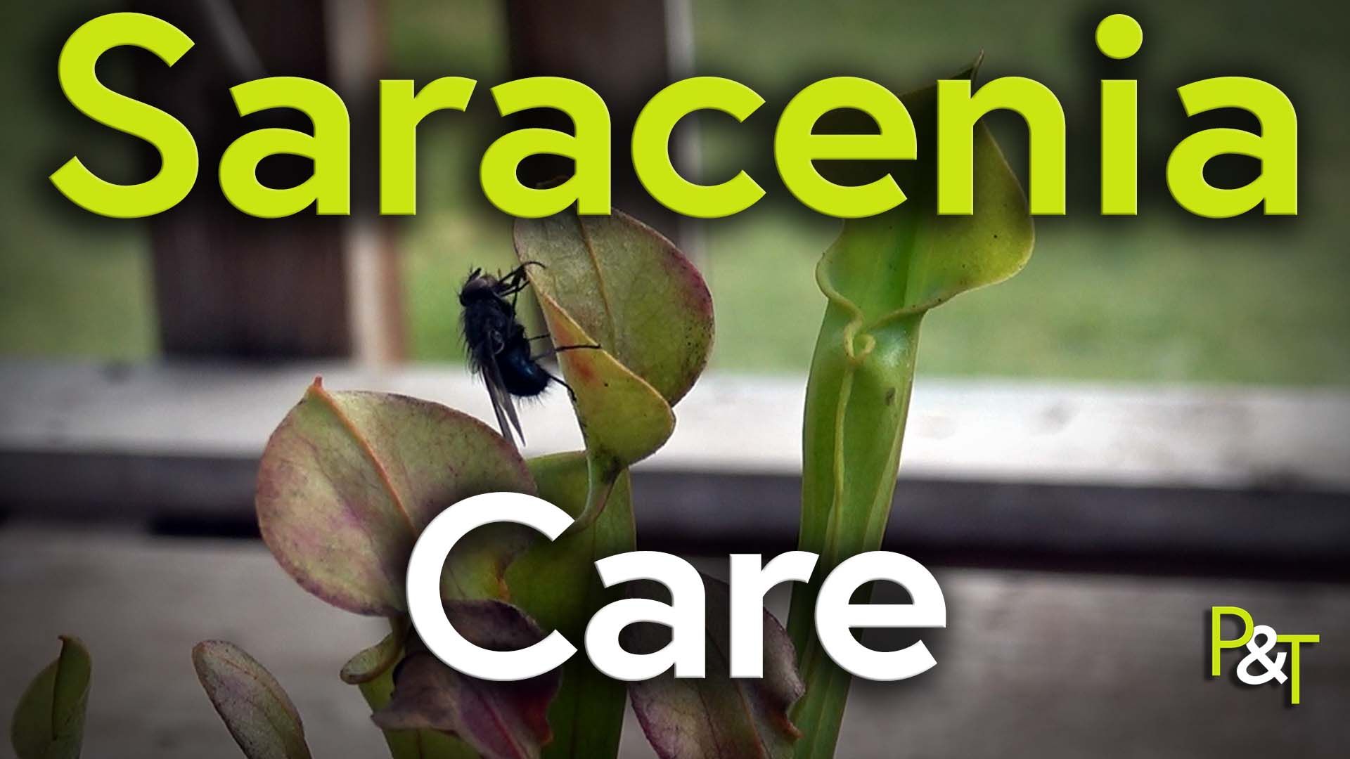Closeup of a saracenia plant on a window ledge with a black fly climbing up towards the lethal edge of the pitcher. The text Saracenia Care in green and white over the top of the image