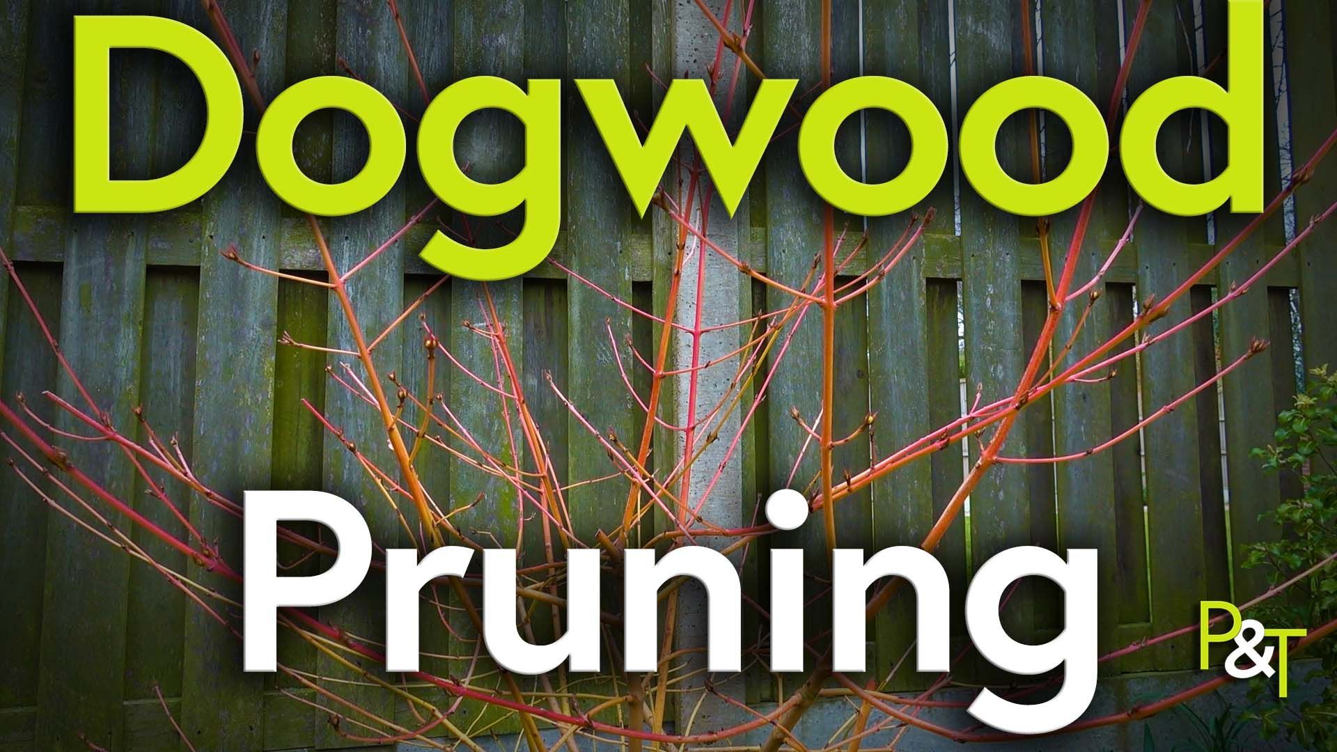 red stemmed dogwood also known as Cornus plant is highlighted against a dark green fence. The text Dogwood Pruning in green and white over the top