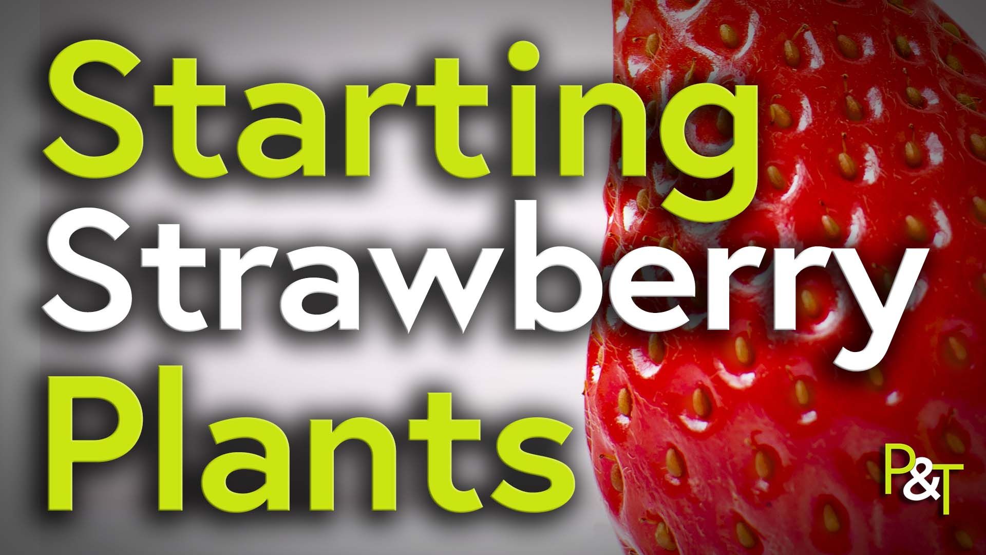 extreme closeup of a bright red strawberry with the text Starting Strawberry Plants in green and white.