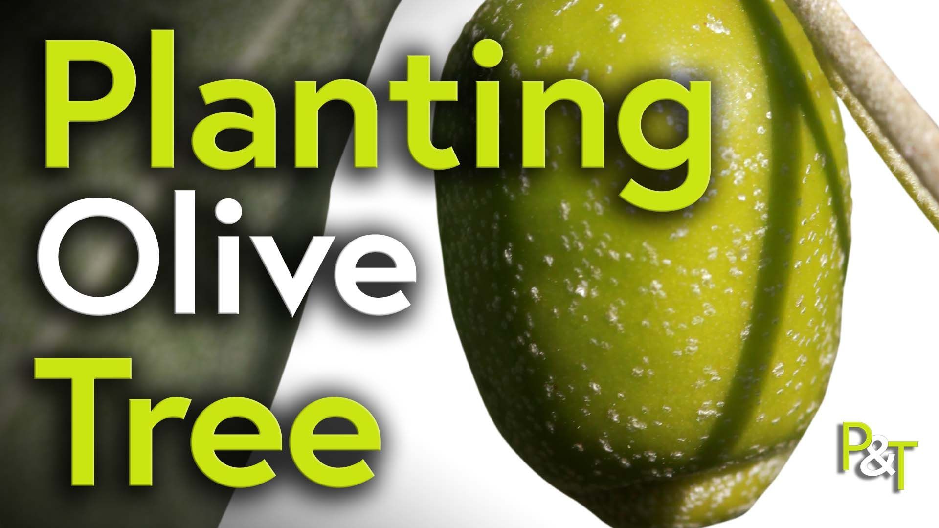 Extreme closeup of a green olive with the text Planting Olive Tree in green and white.