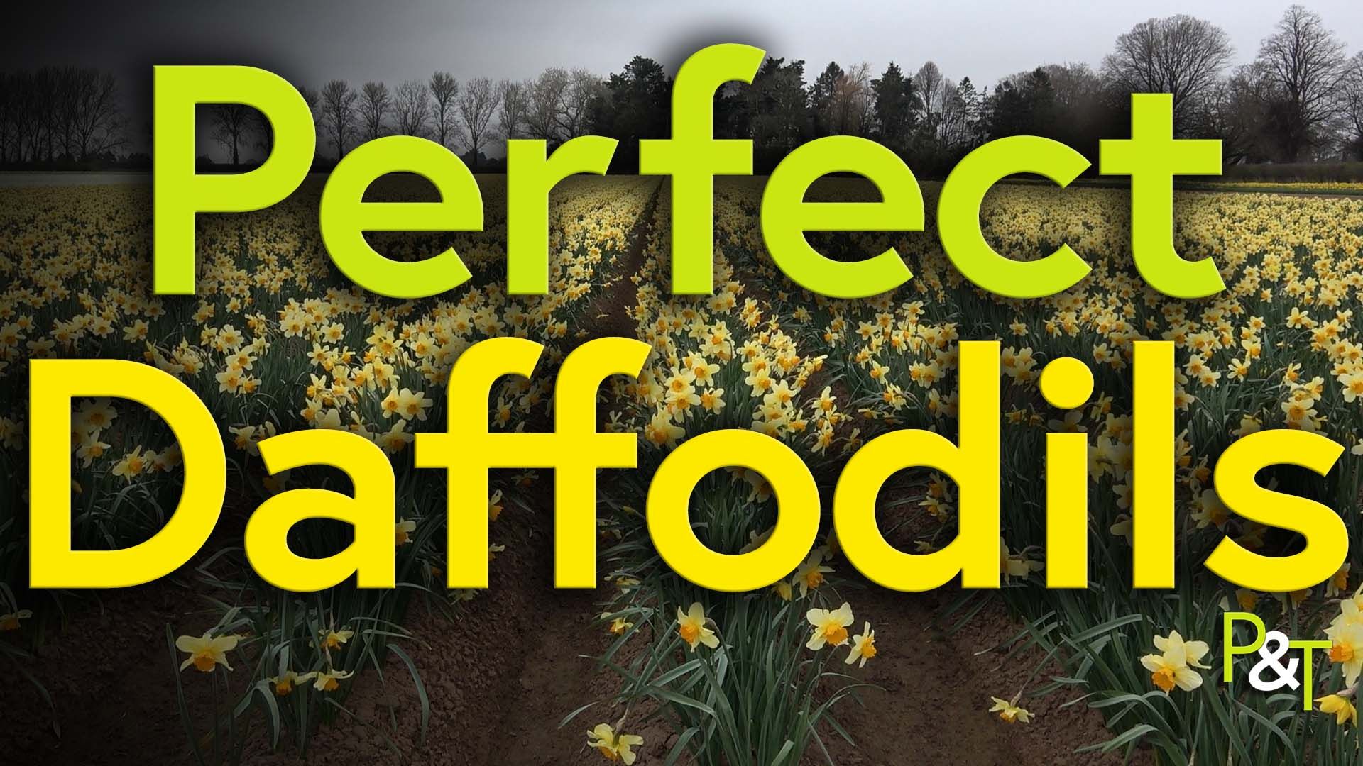 Wide shot of a daffodil field with lots of yellow daffodils in rows with greenery in between. The text Perfect Daffodils in yellow and light green