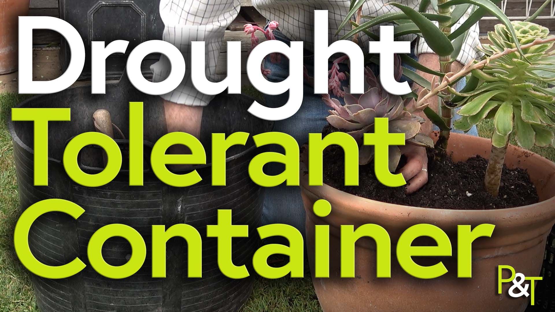 Closeup of a large plant pot next to a plastic gardening trug being used to contain compost. You can see Martin's hands as they hold a succulent plant in the pot while the other hand brings in compost from the trug to firm the plant in. There are several drought resistant plants already planted. Large text saying Drought Tolerant Container in green and white over the top of it all.