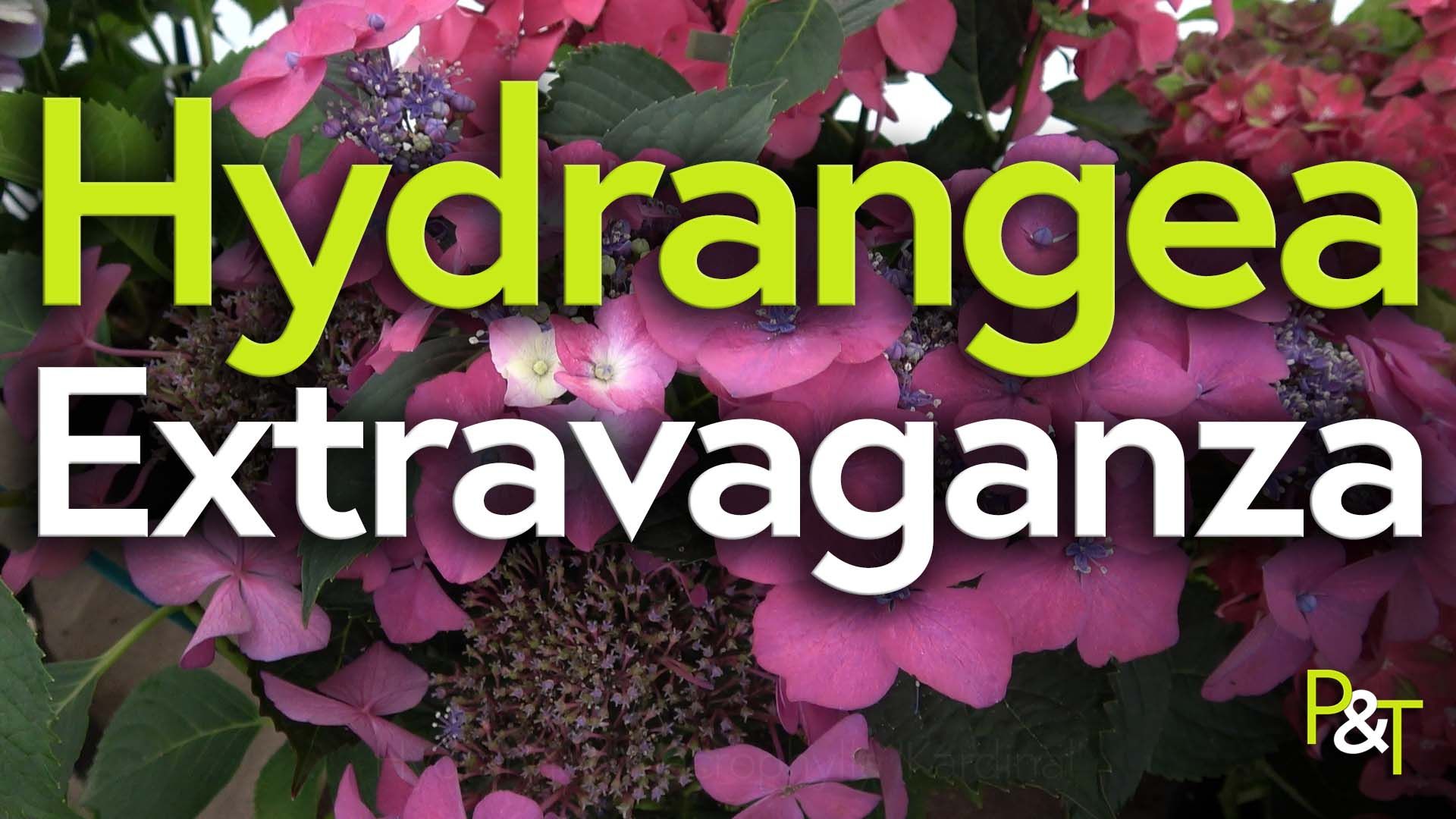 Closeup of a dark pink hydrangea macrophylla flower called Kardinal with the text Hydrangea Extravaganza in huge green and white lettering.