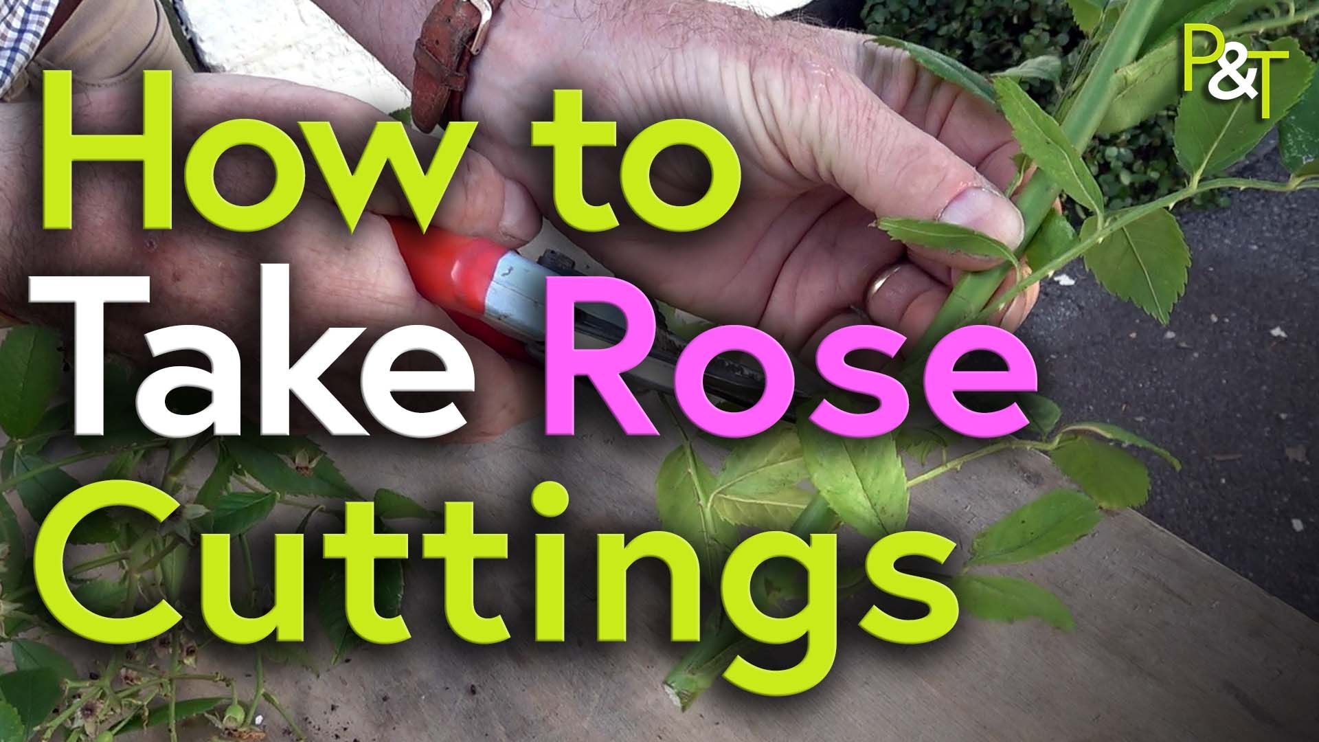 Closeup of Maertin's hands with red handled secateurs as he trims a rose stem in preparation to put it in a pot. The text How to Take Rose Cuttings in large green, white and pink lettering is over the top of this image.
