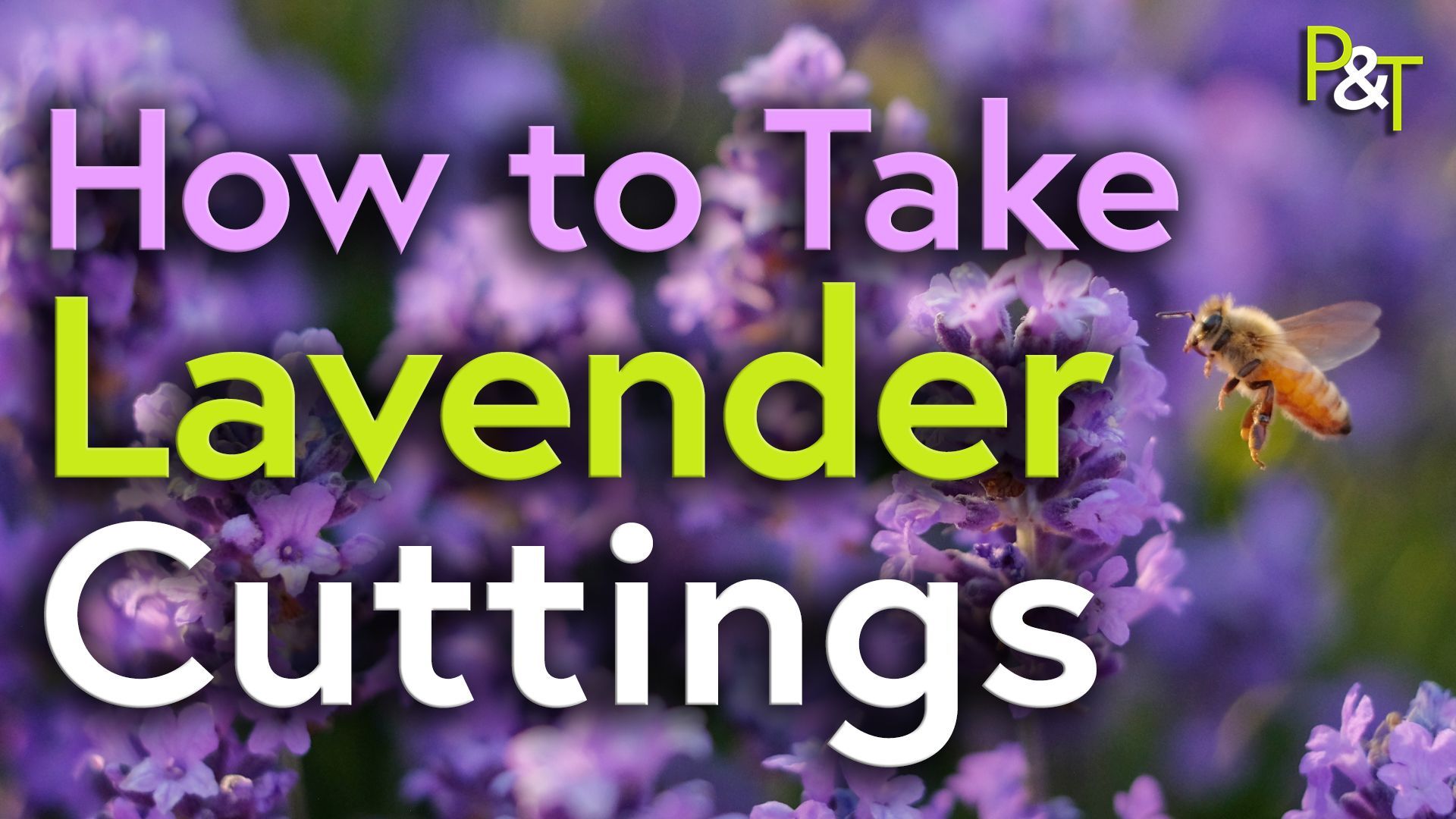 a mass of lilac flowers fills the screen with a bee approaching from the right. The text How to Take Lavender Cuttings across the whole image in lilac, green and white.