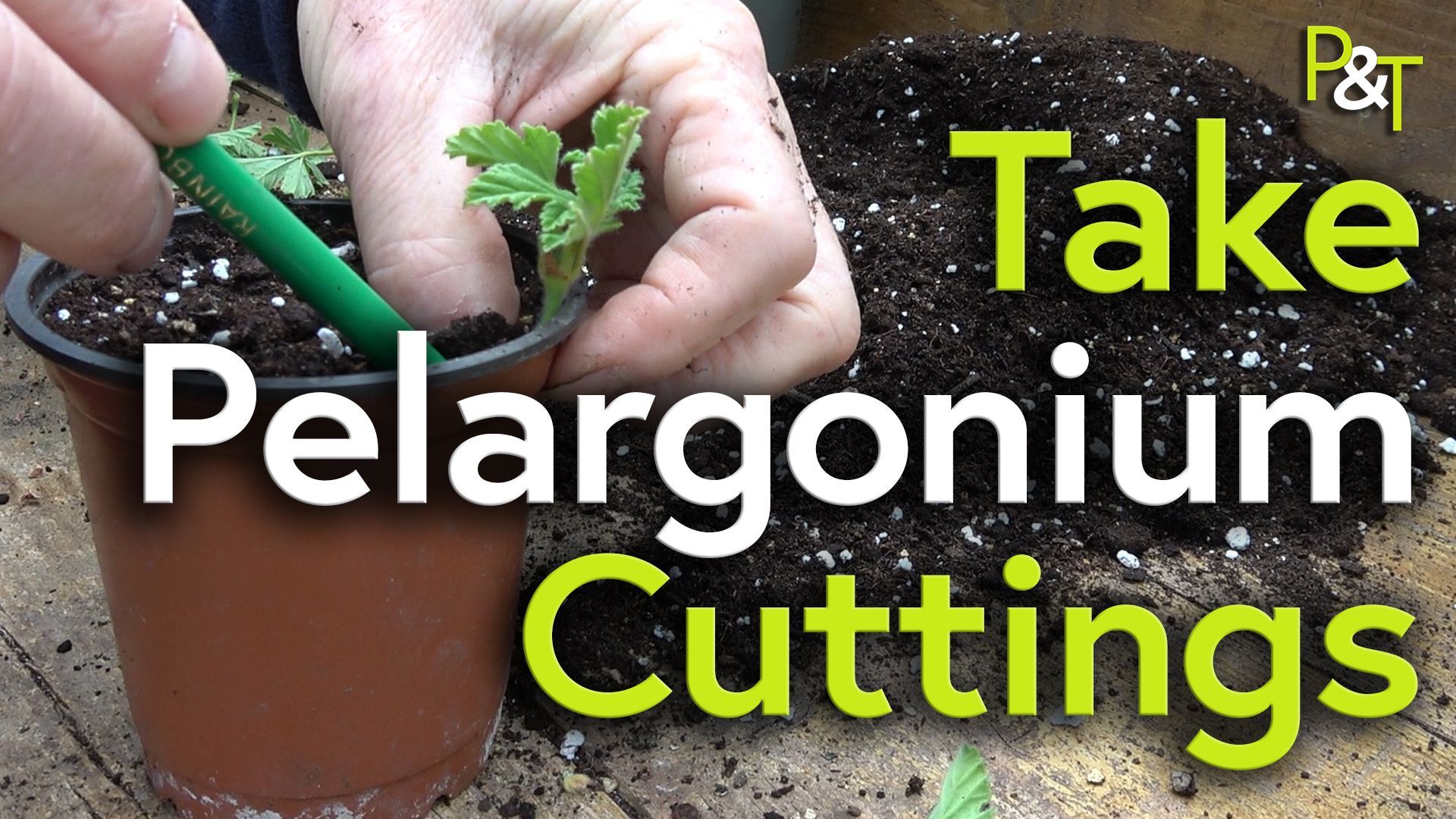 Close up of a plastic plant pot on a potting bench - there are a pair of hands holding a pencil and a small pelargonium cutting. The thumb of the hand with the cutting is pushing the soil in the top of the pot to firm in the cutting. The text Take Pelargonium Cuttings in green and white on top.