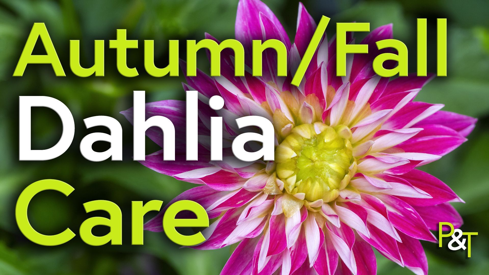 Close up of a beautiful pink and white star shaped single dahlia flower with a yellow centre with greenery behind it. The text Autumn Fall Dahlia Care in large green and white lettering.
