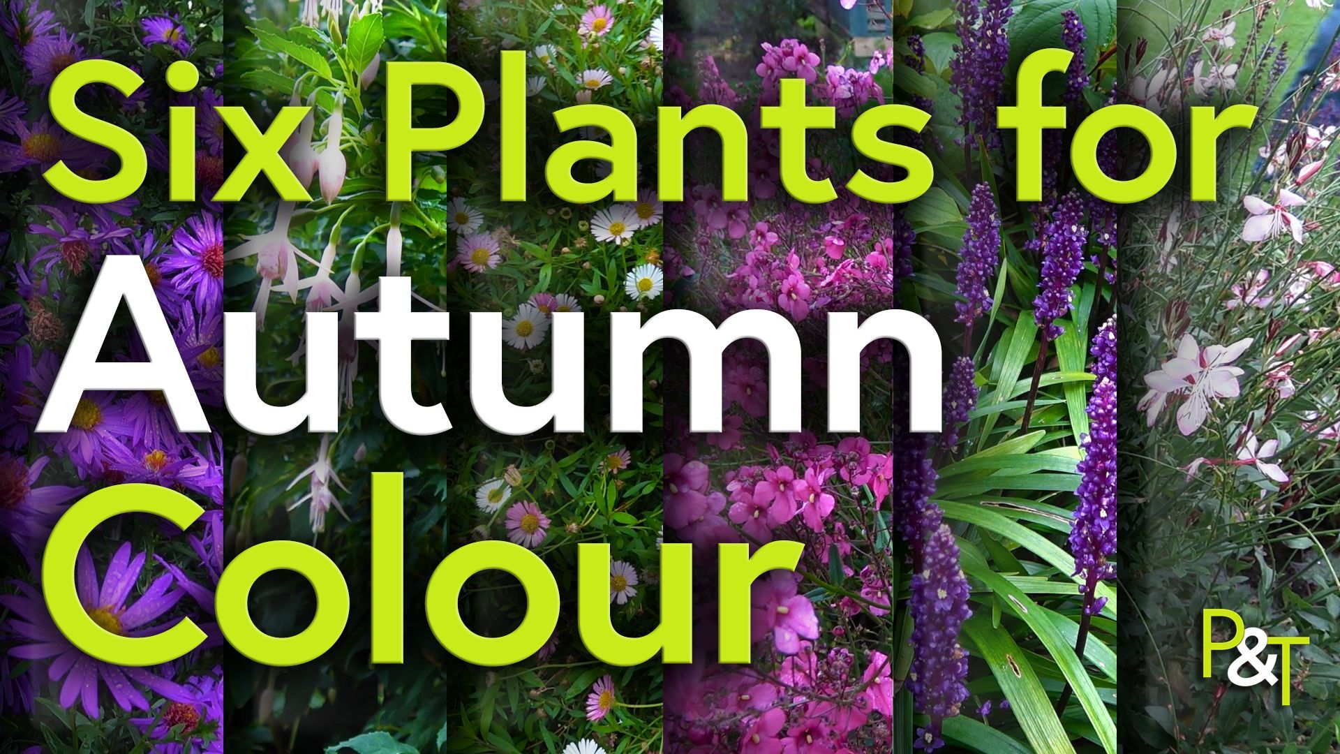 the image is sliced into 6 vertical slices with images of the six flowers alternating - there's the text six plants for autumn colour and the plants are 
Diascia 'Hopleys'
Symphyotrichum laeve 'Arcturus'  (formerly Aster)
Fuchsia 'Mrs W. P. Wood' 
Oenothera lindheimeri Rosyjane  (Formally Gaura)
Liriope muscari
Erigeron karvinskianus (aka fleabane)