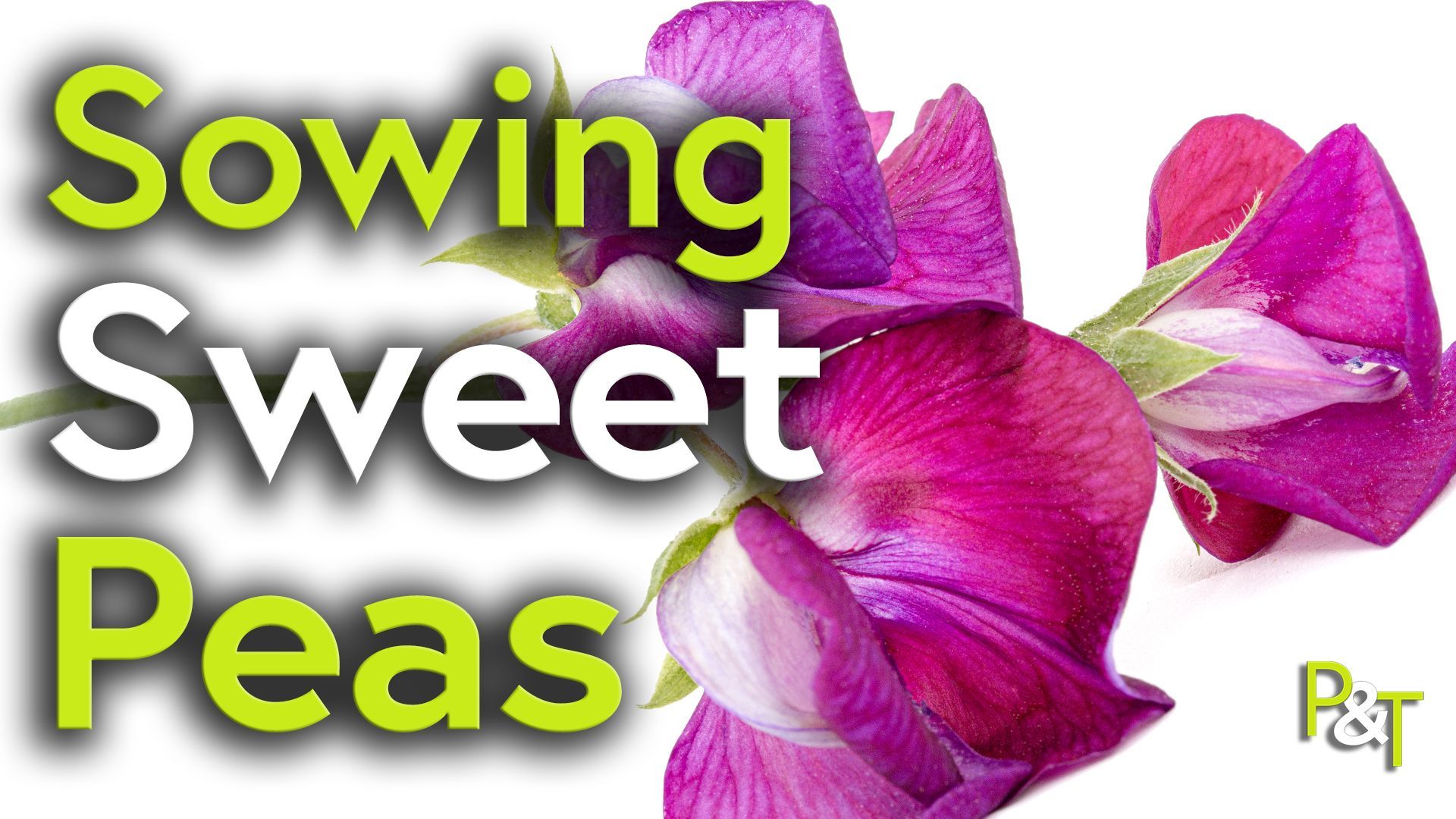 Closeup of a purple and pink sweet pea flower on a white background. The text Sowing Sweet Peas in green and white over the top.