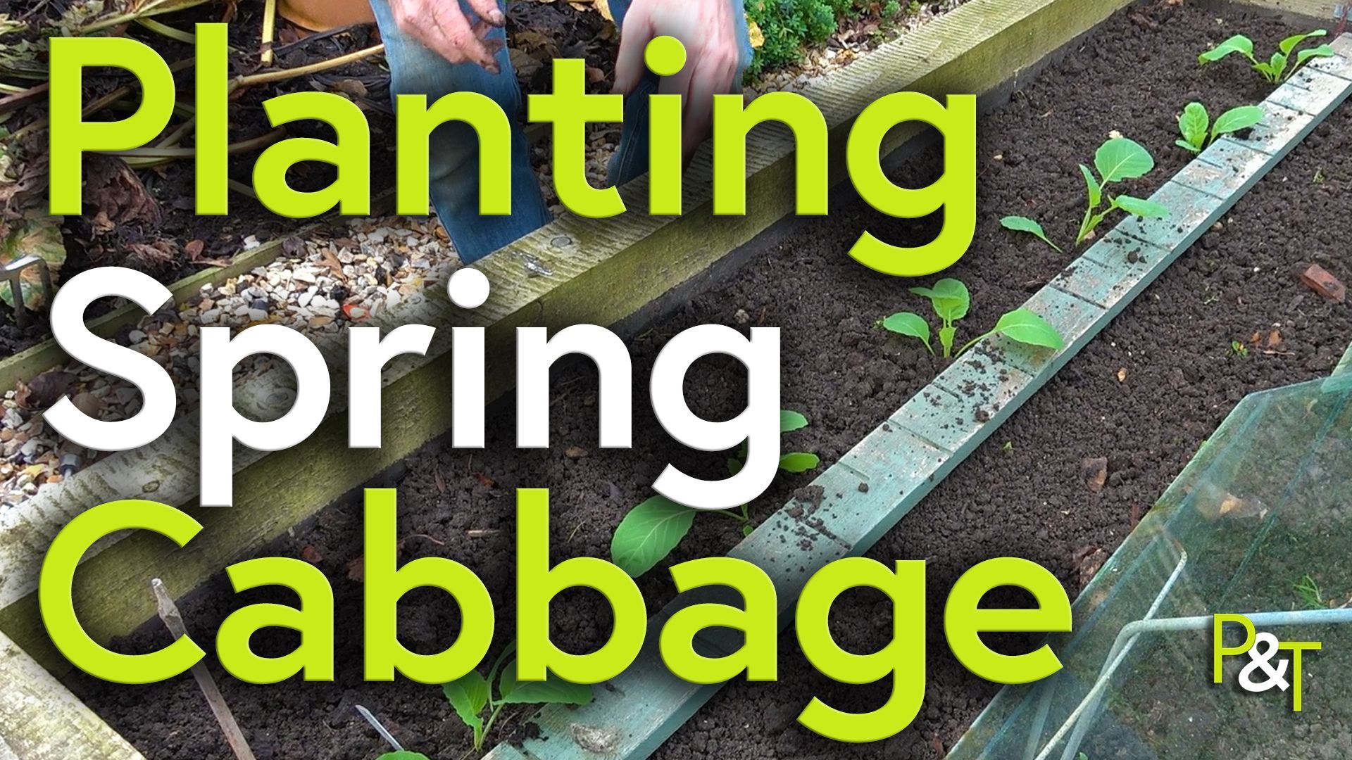 top down angled view of a vegetable plot, a planting board like a large ruler to measure distances between plants is laid out on the soil next to it are six or seven freshly planted spring cabbage seedlings. The text Planting Spring Cabbage in green and white in large letters over the top of the image.