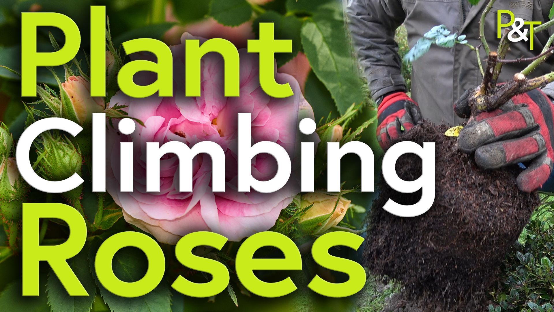 A pink flowering rose in closeup with buds surrounding it an green leaves filling the frame - large text over the top says Plant Climbing Roses in green and white